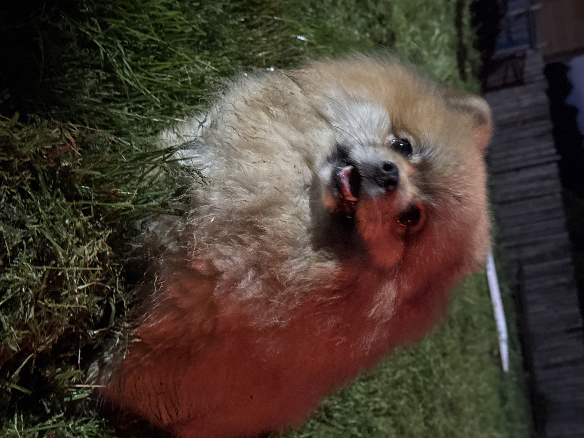 The image displays a small, fluffy Pomeranian dog with light brown and cream-colored fur, positioned on green grass. The dog is looking directly towards the viewer with its mouth slightly open, revealing a bit of its tongue.
The scene appears to be outdoors at night or in very low light conditions, likely in a garden or yard in Rusalevka, Russia. The dog and the immediate foreground are strongly illuminated by a warm, reddish-orange artificial light source, which casts a bright glow on its fur and parts of the grass. This lighting creates significant contrast, leaving much of the background in deep shadow.
The grass beneath the dog is green and appears somewhat damp or dewy in places. In the dark background, a blurred wooden structure, possibly a fence or part of a building, can be faintly discerned on the right side of the frame. The dog's eyes are dark and reflective, catching the light. There is no discernible text visible in the image. The dog's expression suggests alertness and curiosity.