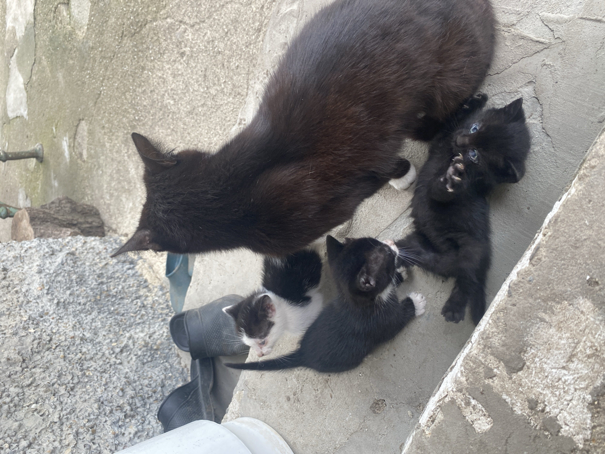 A high-angle, medium shot depicts a black cat and three kittens on a concrete surface. One kitten is black, lying on its back, with blue eyes open. Another kitten is black and white, lying on its side, facing the other kitten. The third kitten is black and white and is located on the left side of the image. The black cat is lying down, positioned on top of the black kitten. A pair of black sandals is located near the black and white kittens. A gravel surface and a wall are visible in the background. The location may be Debelt, Bulgaria.