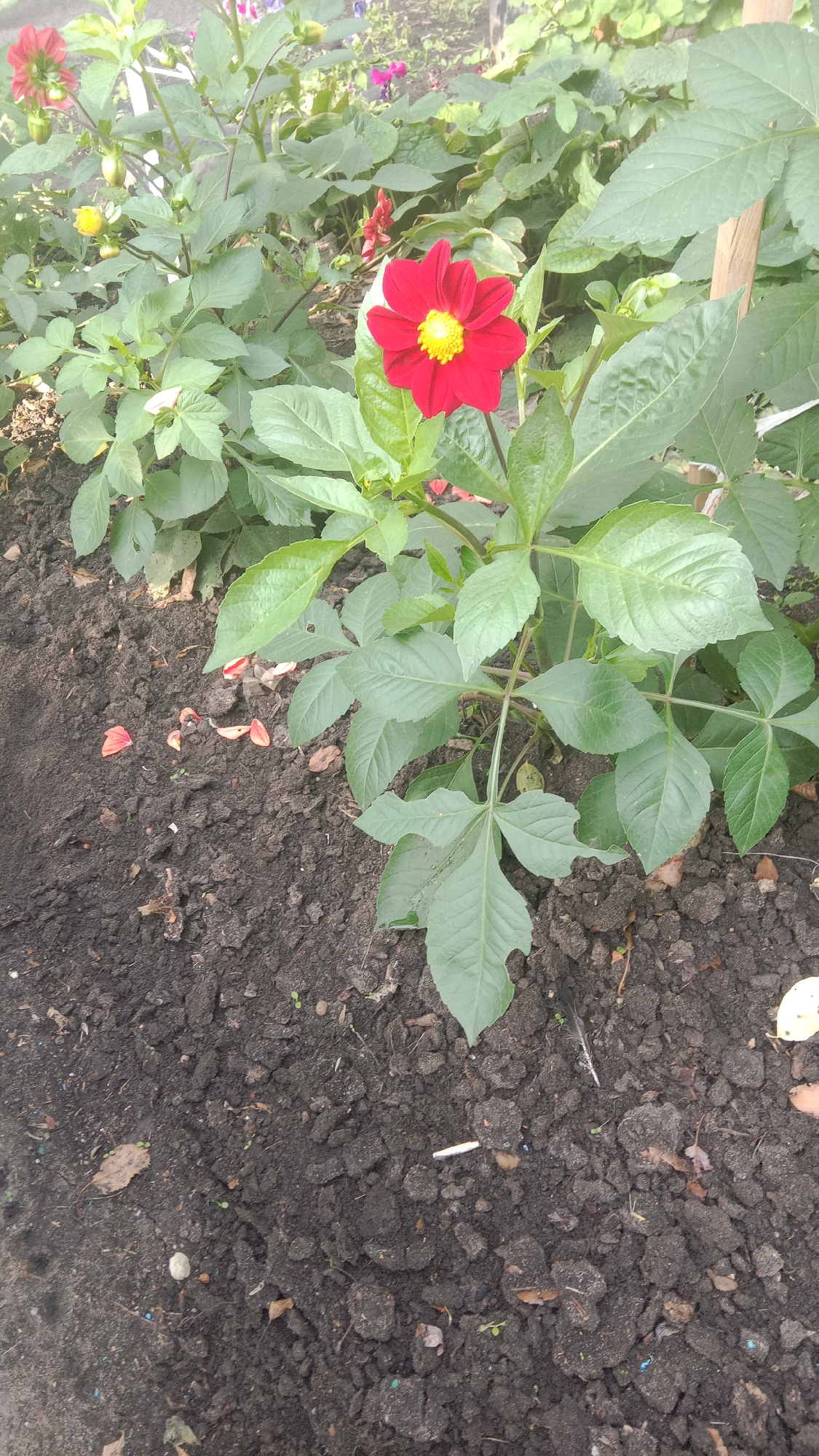 A close-up, vertically oriented shot captures a vibrant red dahlia flower with a bright yellow center, blooming amidst lush green foliage. The dahlia, a single specimen in sharp focus, is positioned in the middle-right of the frame. Its petals are broad and slightly curved, fanning out from the central disk. The flower is supported by a thick green stem and surrounded by large, serrated leaves, some of which display minor damage.
The background is a soft blur of more green leaves and hints of other flowers, including a pink dahlia and some yellow buds, suggesting a garden setting. The lower third of the image shows dark, rich soil, appearing slightly disturbed. Scattered across the soil are a few fallen red petals, a dry brown leaf, and small pieces of debris, including what appears to be a white cigarette butt. The overall impression is a natural outdoor scene, likely a garden or park.
This scene is located in the city of Petropavl, Kazakhstan.