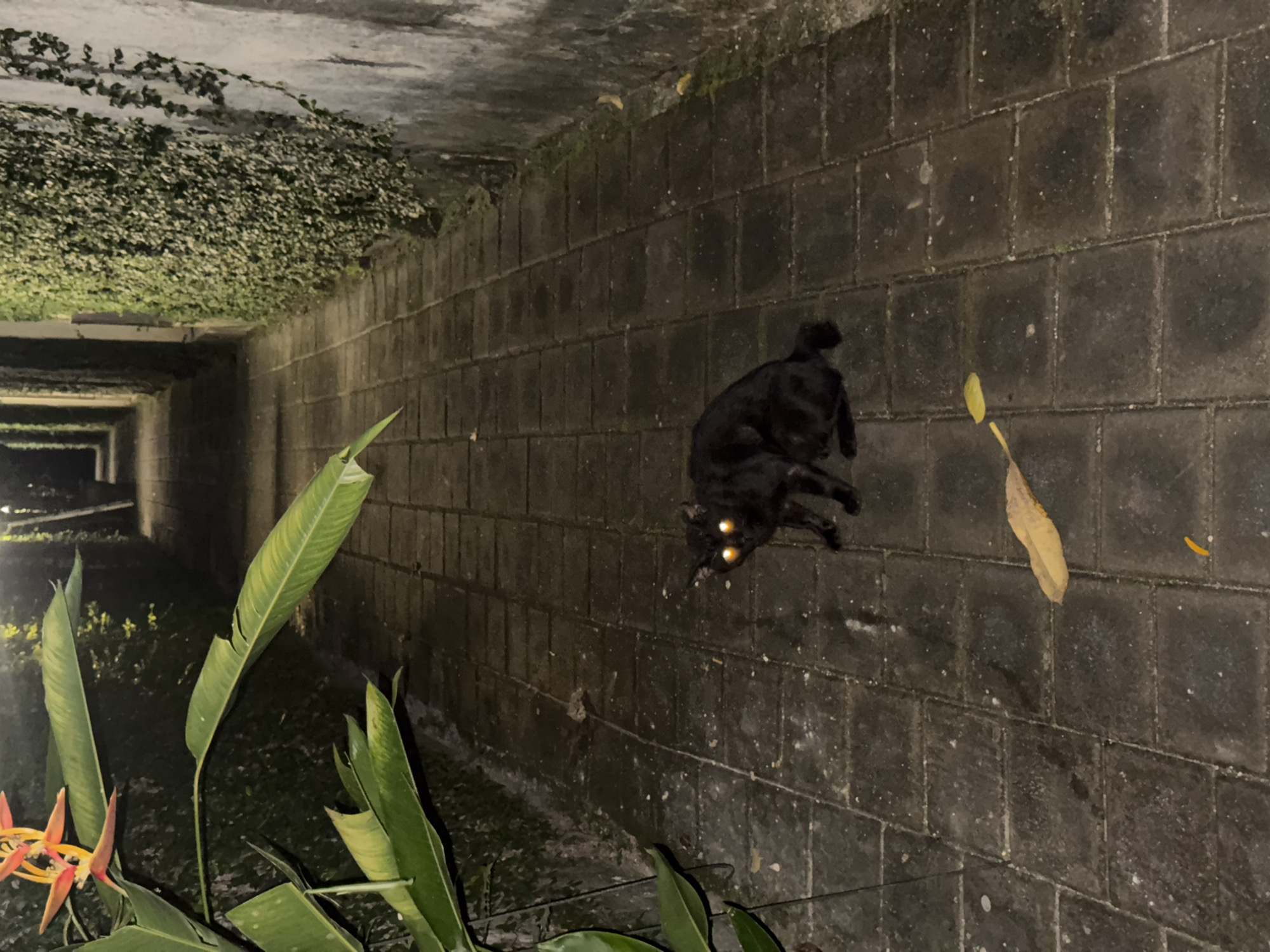 A low-angle shot reveals a dark, possibly concrete, tunnel or passageway in an outdoor setting. Vegetation, likely moss or vines, densely covers the top-left portion of the structure. A black cat is positioned on the right side, its eyes reflecting a bright, golden light. The tunnel extends into the distance, with glimpses of more vegetation and what seems to be water in the lower-left corner. In the foreground, lush green leaves with some flowers stand out. A single, dry leaf is on the bricked tunnel floor on the right. The entire scene appears dimly lit, which highlights the cat's eyes and the plant life.