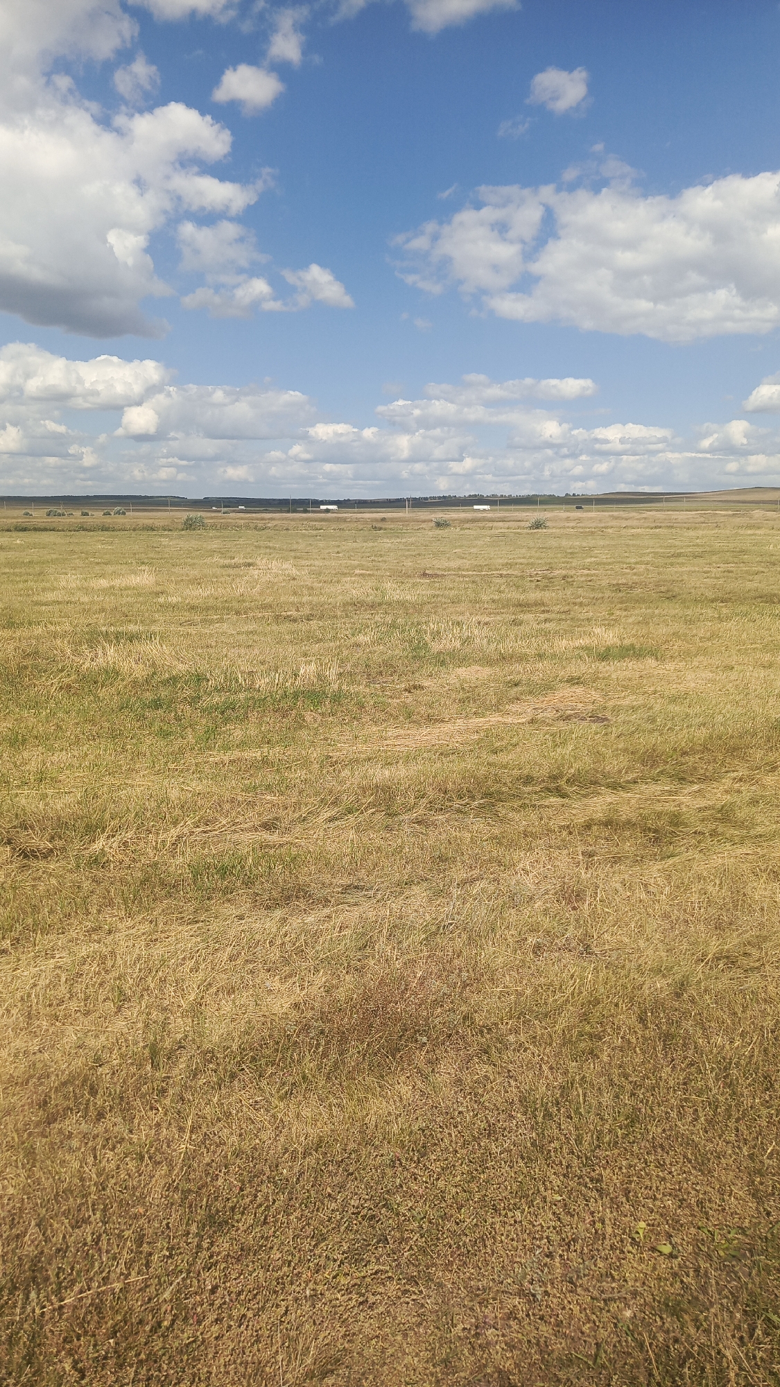 The image depicts a vast, sunlit field of dry, golden-brown grass under a bright blue sky dotted with fluffy white clouds. In the distance, a flat horizon line is visible, marked by a dark band of trees or low hills. A few distant structures, possibly buildings or utility poles, are sparsely scattered along this horizon. The foreground shows the texture of the dry grass, with some patches of greener vegetation interspersed. The overall scene conveys a sense of open space and rural landscape in Oktyabr'skii Gorodok, Russia, likely during the warmer months.
