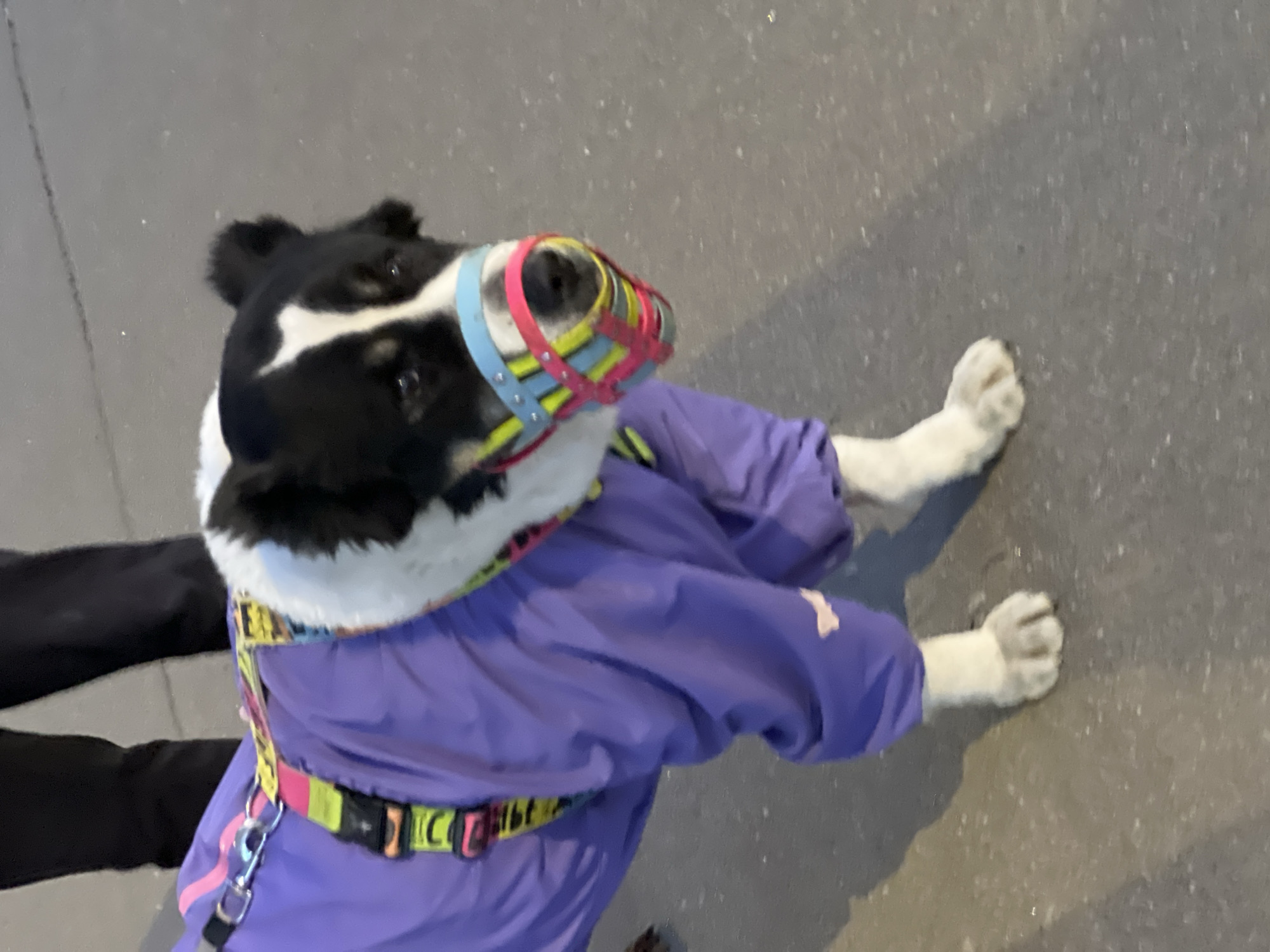 A medium-shot image presents a dog wearing a colorful muzzle and a purple jacket. The dog is primarily black and white, with white paws. It stands on a grey pavement. A person's legs and dark pants are visible on the left side of the image. Based on the lighting and style, this image was likely taken in Saint Petersburg, Russia, though specific location details are not discernible.