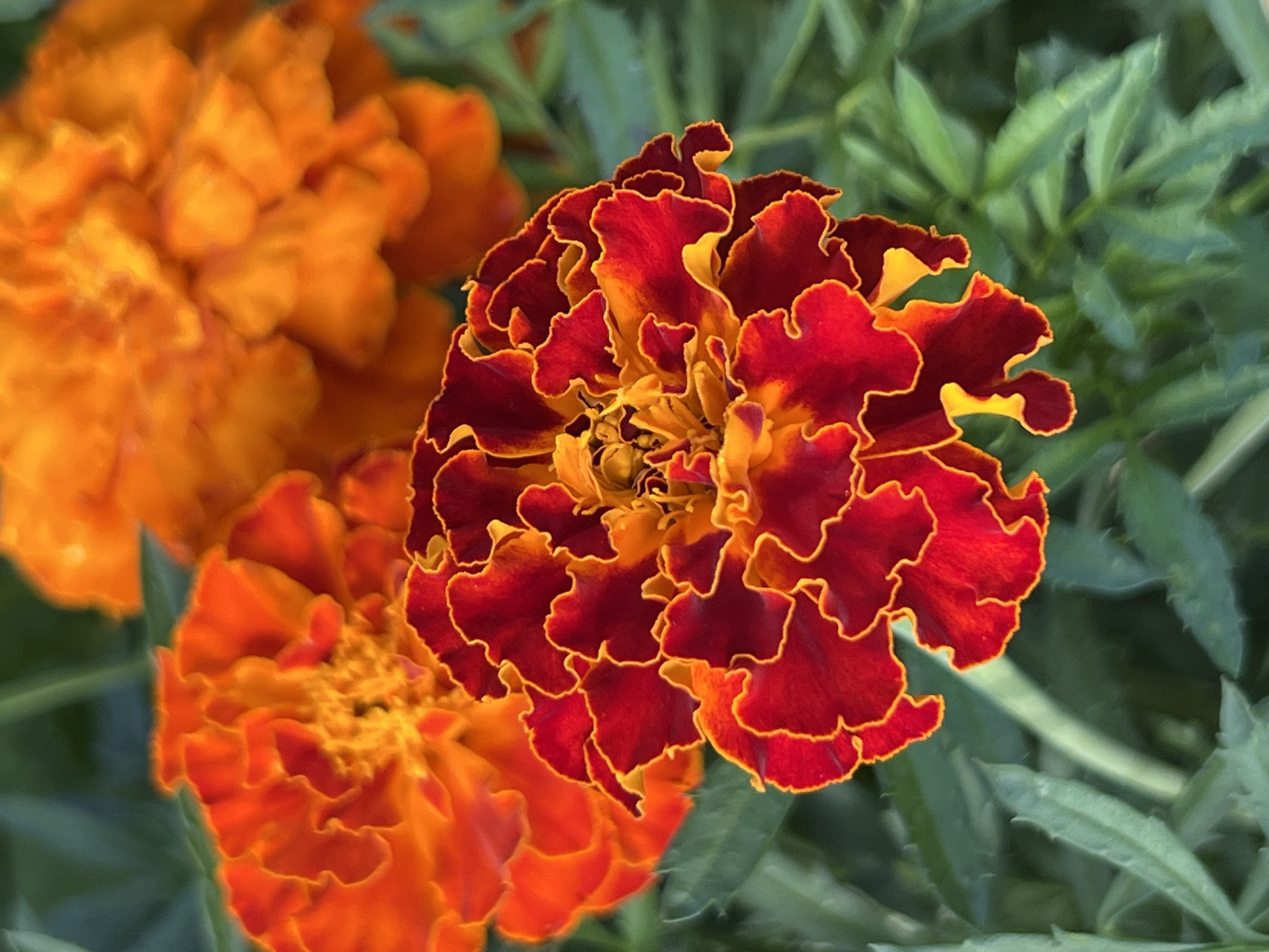 In a garden in Большой Букор, Russia, two vibrant marigold flowers are prominently displayed. The foreground features a striking marigold with deep red petals edged in bright yellow, its intricate frilled texture clearly visible. Behind it, a slightly out-of-focus marigold displays rich orange petals. In the background, another fully orange marigold bloom is also partially visible, contributing to the warm color palette of the scene. The flowers are surrounded by lush green foliage, creating a natural and serene environment.