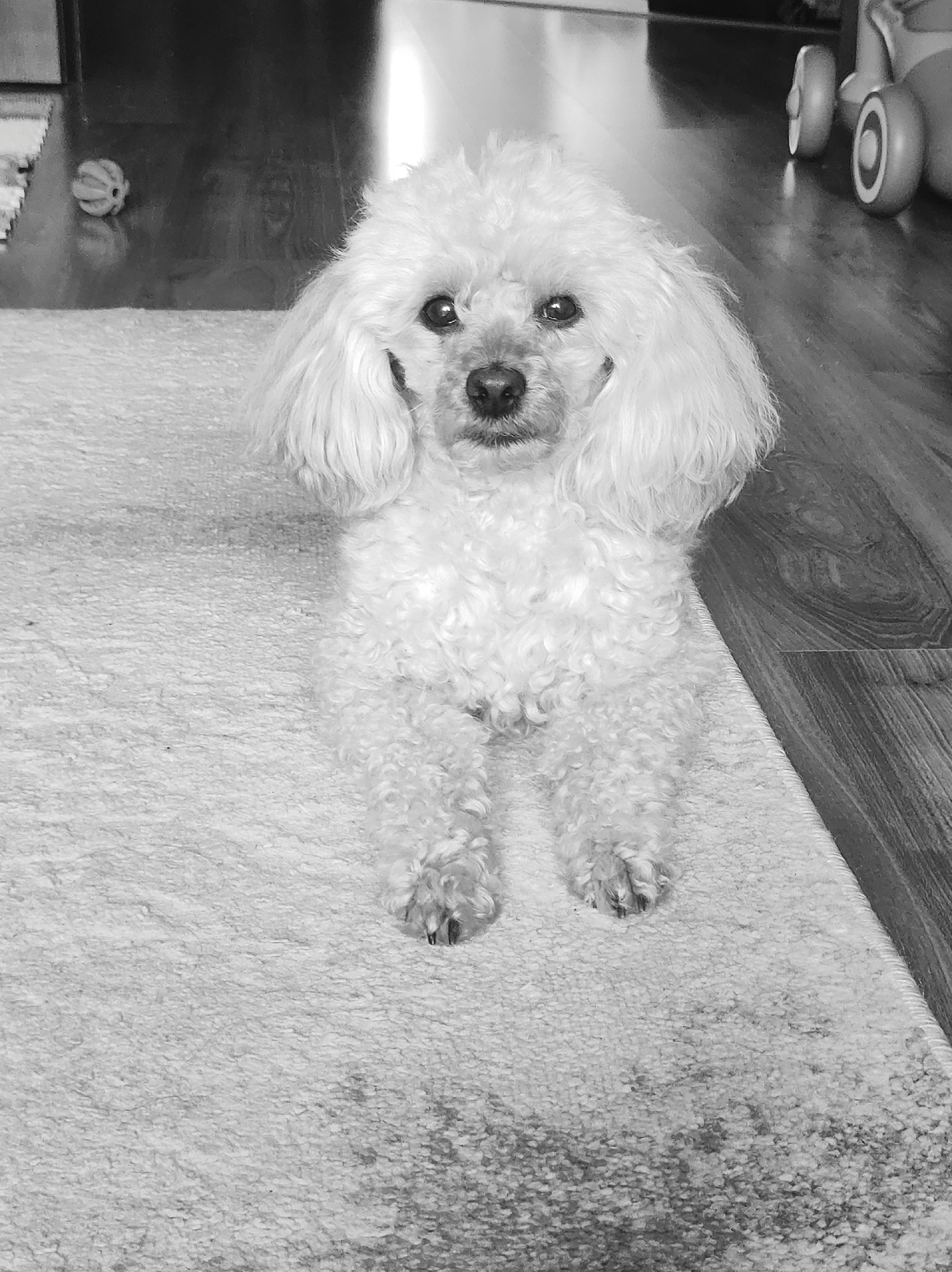 A monochrome, eye-level shot features a small, fluffy dog lying centered on a light-colored rug, looking directly at the viewer. The dog, likely a Poodle or similar breed, has light, curly fur that appears white or cream in the black and white photograph. Its eyes are dark, and its nose is black, standing out against its light-colored face.
The dog occupies the lower-middle portion of the frame, with its front paws extended and resting. The rug it lies on has a textured, shaggy appearance. To the left and right of the rug, a dark, reflective wooden floor is visible.
In the upper left background, a small, textured, light-colored toy, possibly a ball or chew toy, rests on the wooden floor. In the upper right background, part of a wheeled object, possibly a child's toy like a walker or ride-on, is visible on the wooden floor. The overall setting appears to be an indoor domestic space. The lighting is soft, creating some reflections on the polished wooden floor. There is no visible text in the image.