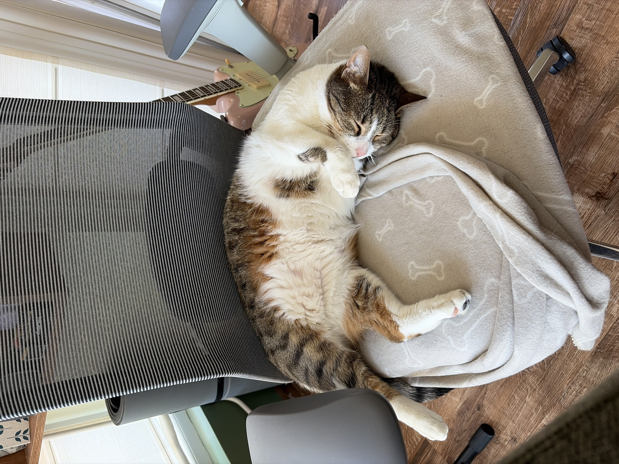A cat is sleeping on a chair. The cat is white, brown, and tabby, and it is lying on its side with its paws curled up. The chair is gray and black, and it has a blanket with bone-shaped patterns on it. A guitar is partially visible in the background. The room is indoor and the floor is wooden.