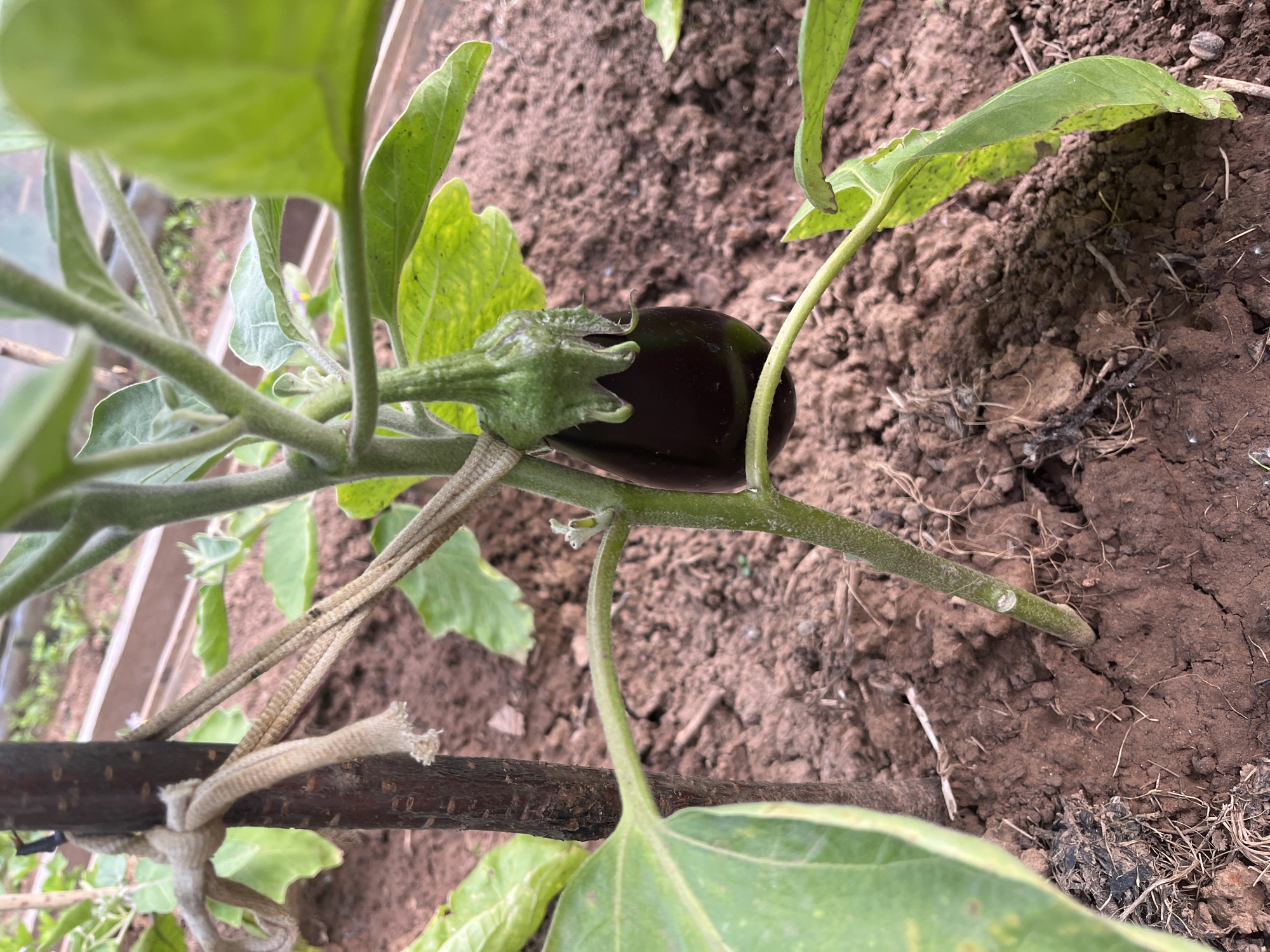 An image captures a close-up, eye-level view of a young eggplant plant (Solanum melongena) growing in a cultivated garden bed in Shud'ya, Russia. The central focus is a small, nascent eggplant fruit, dark purple to black in color, still attached to its stem and surrounded by prominent green calyx leaves. The plant features large, vibrant green leaves, some of which exhibit slight yellowing or discoloration, and thick, fuzzy stems.
The eggplant plant is being supported by a sturdy, dark brown wooden stake or branch, to which it is secured with light-colored twine or rope, tied in a simple knot near the base of the plant's stem. The ground beneath and around the plant consists of loose, dark brown soil, characteristic of a garden environment, with some small clumps and dry organic debris scattered on the surface. In the background, particularly visible towards the upper left, there are hints of a transparent or light-colored structure, possibly indicating the plant is growing within a greenhouse or under a protective cover. The lighting is natural and even, suggesting it is daytime, possibly on an overcast day. There is no visible text in the image.
