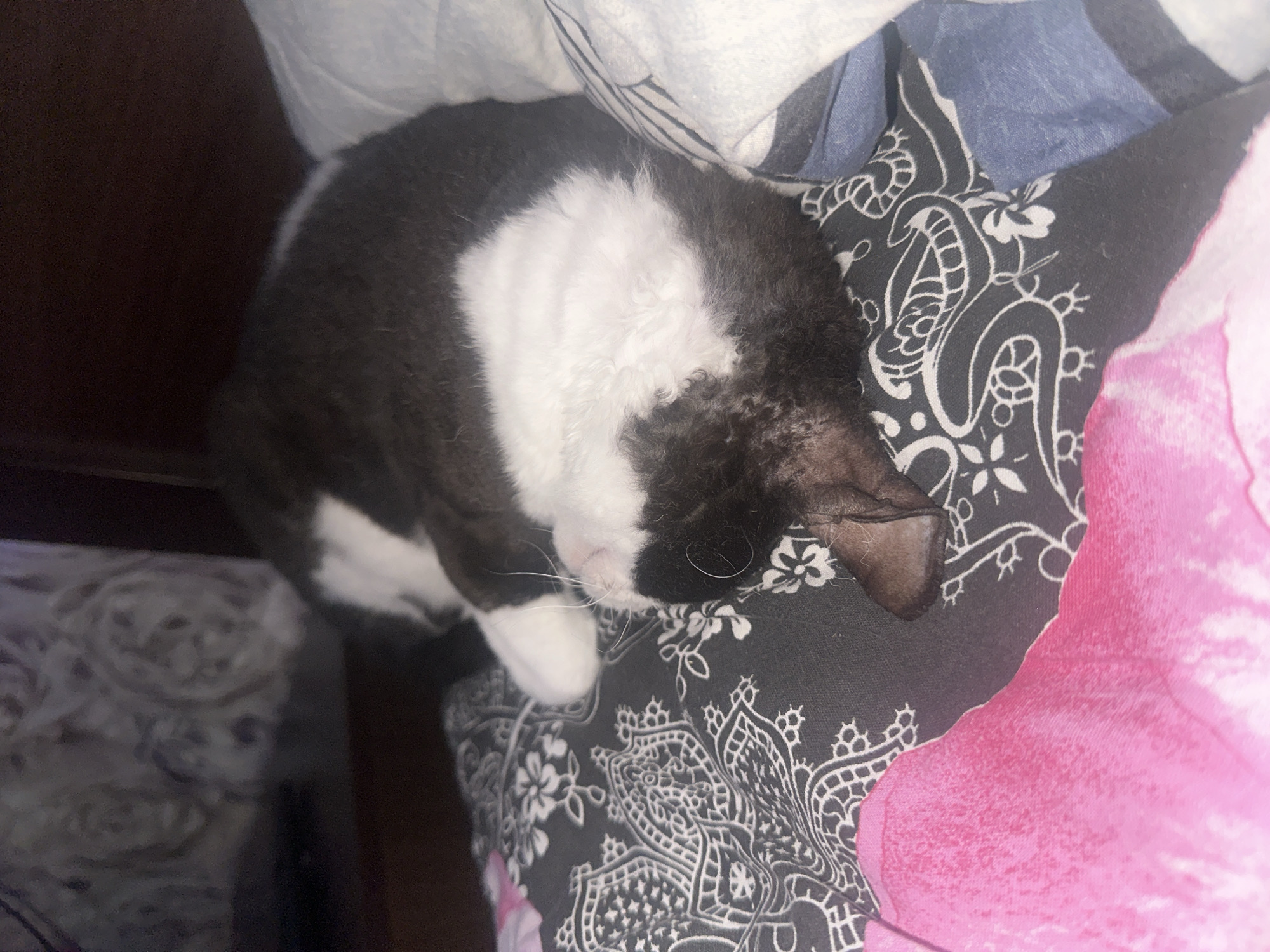 A black and white cat is sleeping on a patterned blanket. The cat is curled up on its side, with its head tucked in. The blanket has a black background with a white paisley-like pattern. To the left of the cat, a portion of a pink blanket is visible. To the right, a white pillow with a blue striped edge is present. The background is dark and out of focus. The image appears to be taken indoors, possibly in a bedroom. The location is Sayanogorsk, Russia.