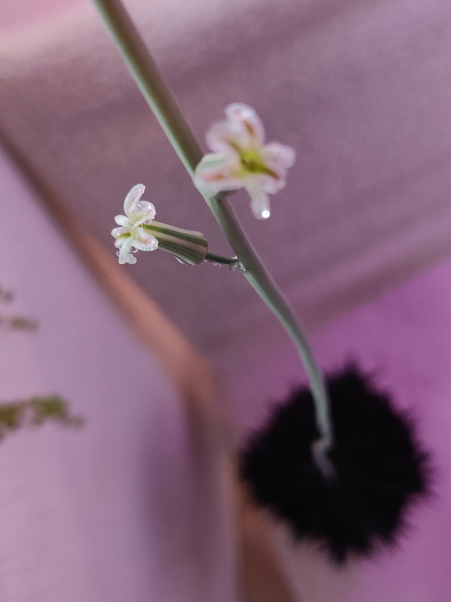 The image shows a close-up of a plant stem with two small white flowers, one in focus and the other slightly out of focus. The flowers have delicate petals and appear to have water droplets on them. The stem is green and thin, with some subtle green and white stripes. In the background, there is a soft, blurry wash of pink and purple hues, suggesting a diffused light source or a colored background. A dark, fuzzy object, possibly a pot or a support structure, is visible at the bottom right of the frame, also out of focus. The overall impression is one of a delicate and intimate study of plant life. There is no visible text in the image.
