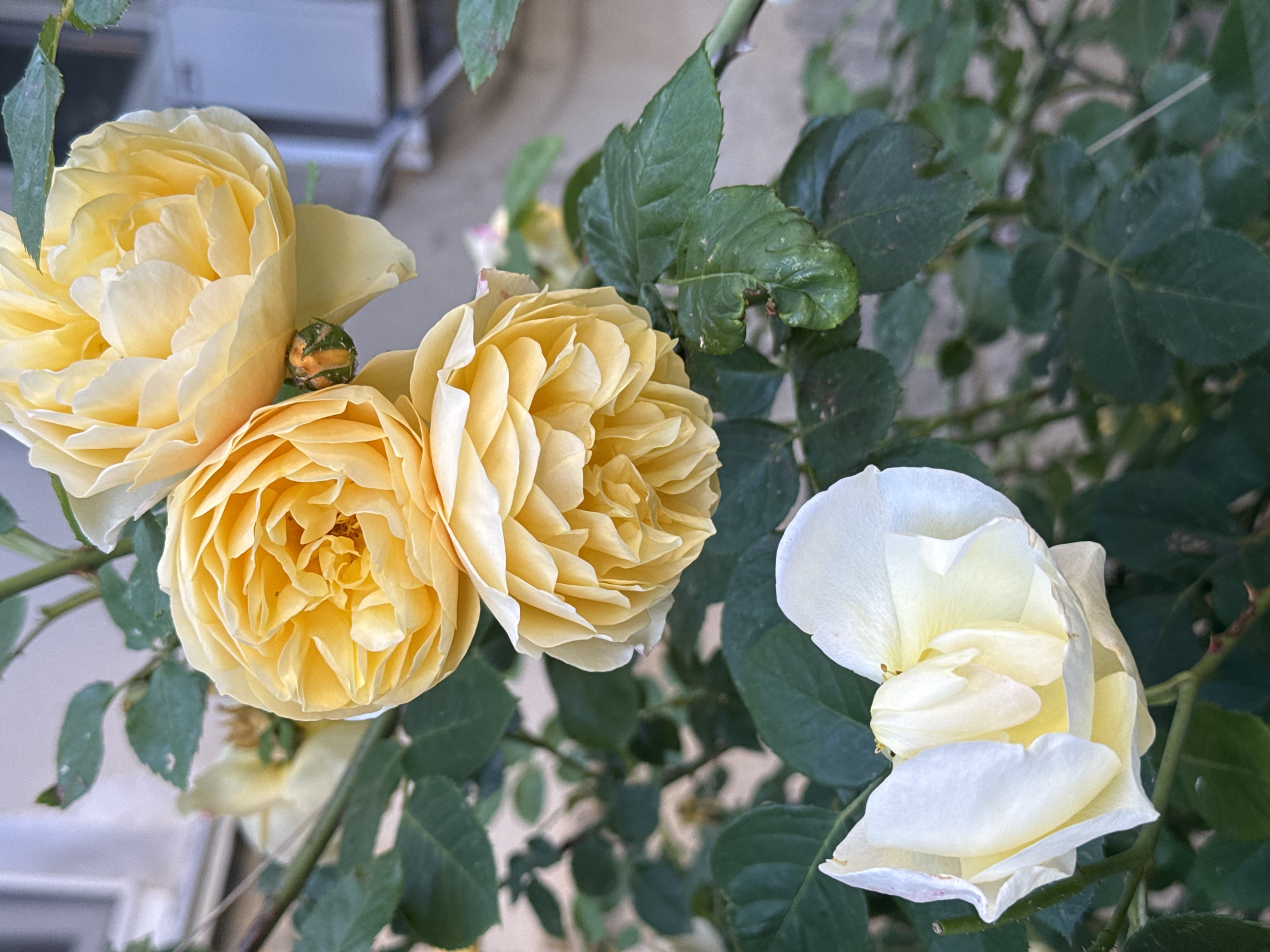 A close-up, eye-level shot shows several yellow roses in bloom, with one white rose in the foreground. The yellow roses are clustered together, with one slightly in front of the others. They are fully bloomed with many delicate petals. A small, green rosebud is visible to the right of the central yellow rose. The white rose in the foreground is partially open, revealing layers of pale yellow in its center. The roses are surrounded by dark green leaves and thorny stems. In the background, a blurred beige wall and a gray, boxy structure are visible. The scene is outdoors.