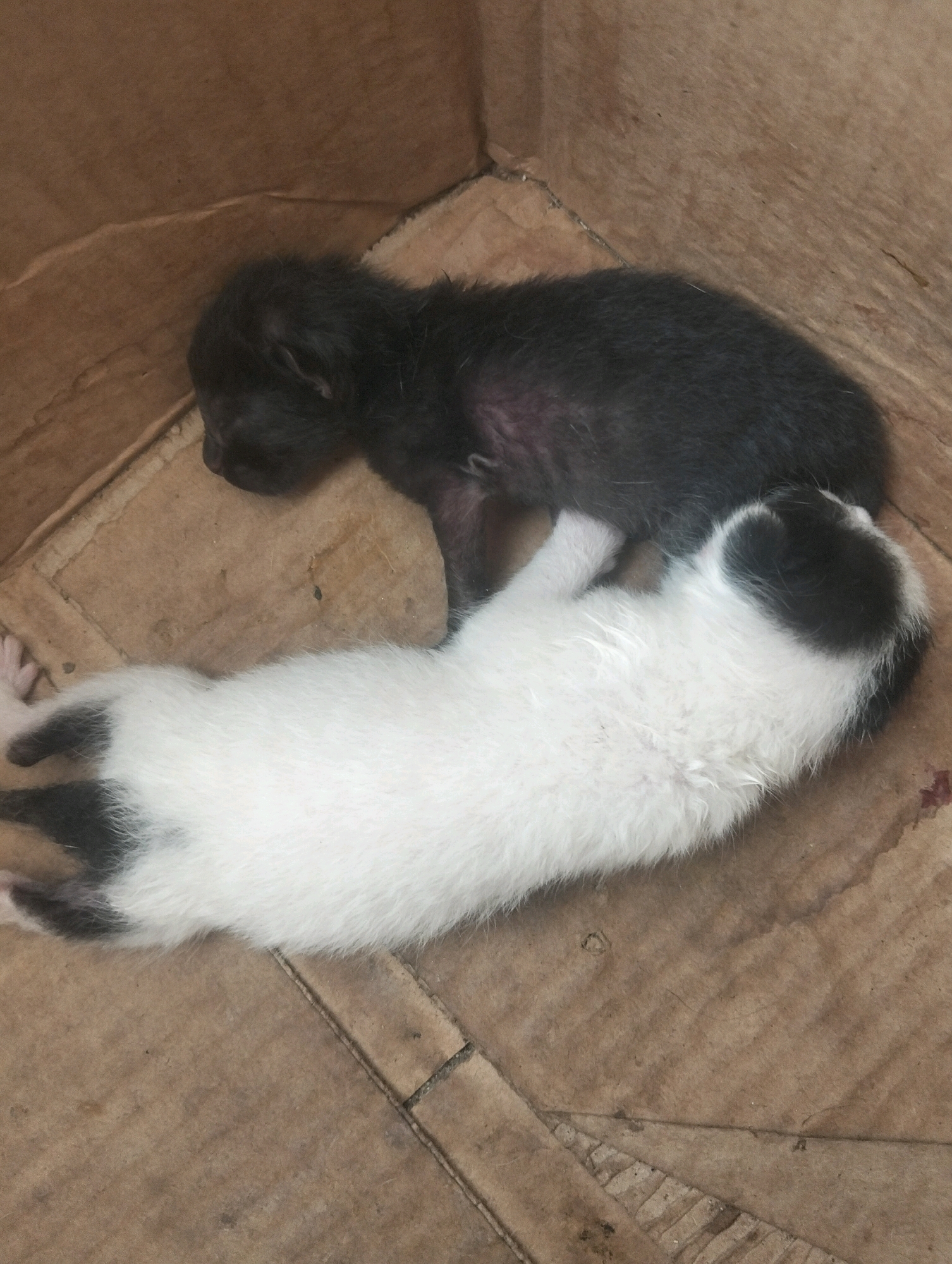 Two very young kittens, one entirely black and the other white with black markings, are lying in a cardboard box. The black kitten is positioned above and behind the white and black kitten, with its head turned to the left. The white and black kitten is stretched out on its side, facing left, with its head and front paws tucked close to its body. The background is the rough texture of the cardboard box, which appears to be damaged and worn, with some discoloration. The lighting is dim, casting subtle shadows. The image does not provide any information about the location in Palembang, Indonesia.