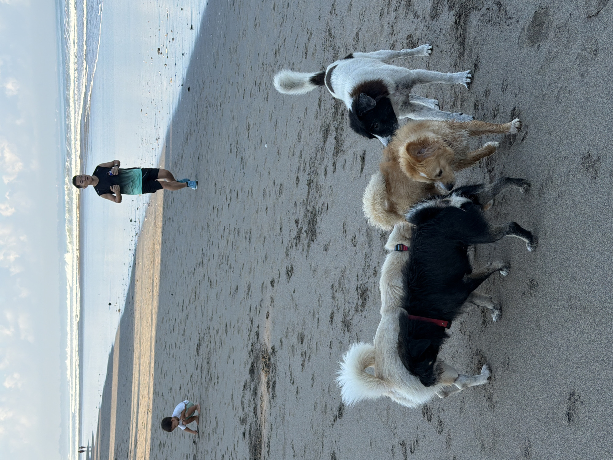 The image captures a lively scene on a sandy beach in Kuta, Indonesia. In the foreground, a group of at least four dogs is gathered, seemingly interacting with each other. One dog, mostly black with white markings and a red collar, is in the lower right, while another black and white dog with a fluffy tail stands near the center. A light brown or golden-colored dog is also part of the cluster, leaning towards a darker dog.
In the midground, towards the left, a man is jogging along the shoreline. He wears a black and teal athletic shirt, dark shorts, and blue sneakers. He appears to be looking towards the camera while in motion. Further down the beach and closer to the water, a small child is seen squatting on the sand, possibly playing or examining something.
The setting is a wide, open beach with light-colored sand, marked with numerous paw prints and footprints. Gentle ocean waves are visible in the background, stretching across the horizon under a bright sky with scattered clouds. The soft light and long shadows suggest it is either early morning or late afternoon. The overall atmosphere appears peaceful and active, with various beachgoers enjoying the environment. No visible text is present in the image.
