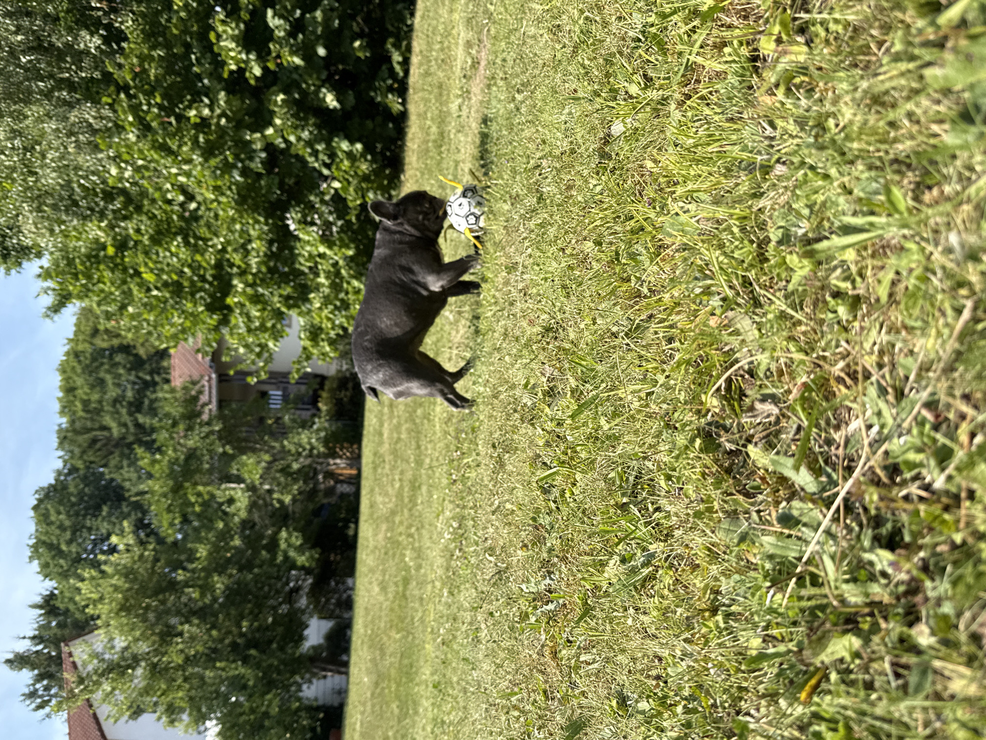 A dark-colored French Bulldog is playing with a small, black and white ball with yellow streamers in a grassy yard. The dog is in the middle ground, facing right, and its body is partially obscured by the grass. The ball is in front of the dog, with yellow streamers extending outwards. The background consists of trees and houses, with a blue sky overhead. The scene is illuminated by bright sunlight, casting shadows on the grass. The location is identified as Bad Sachsa, Germany.