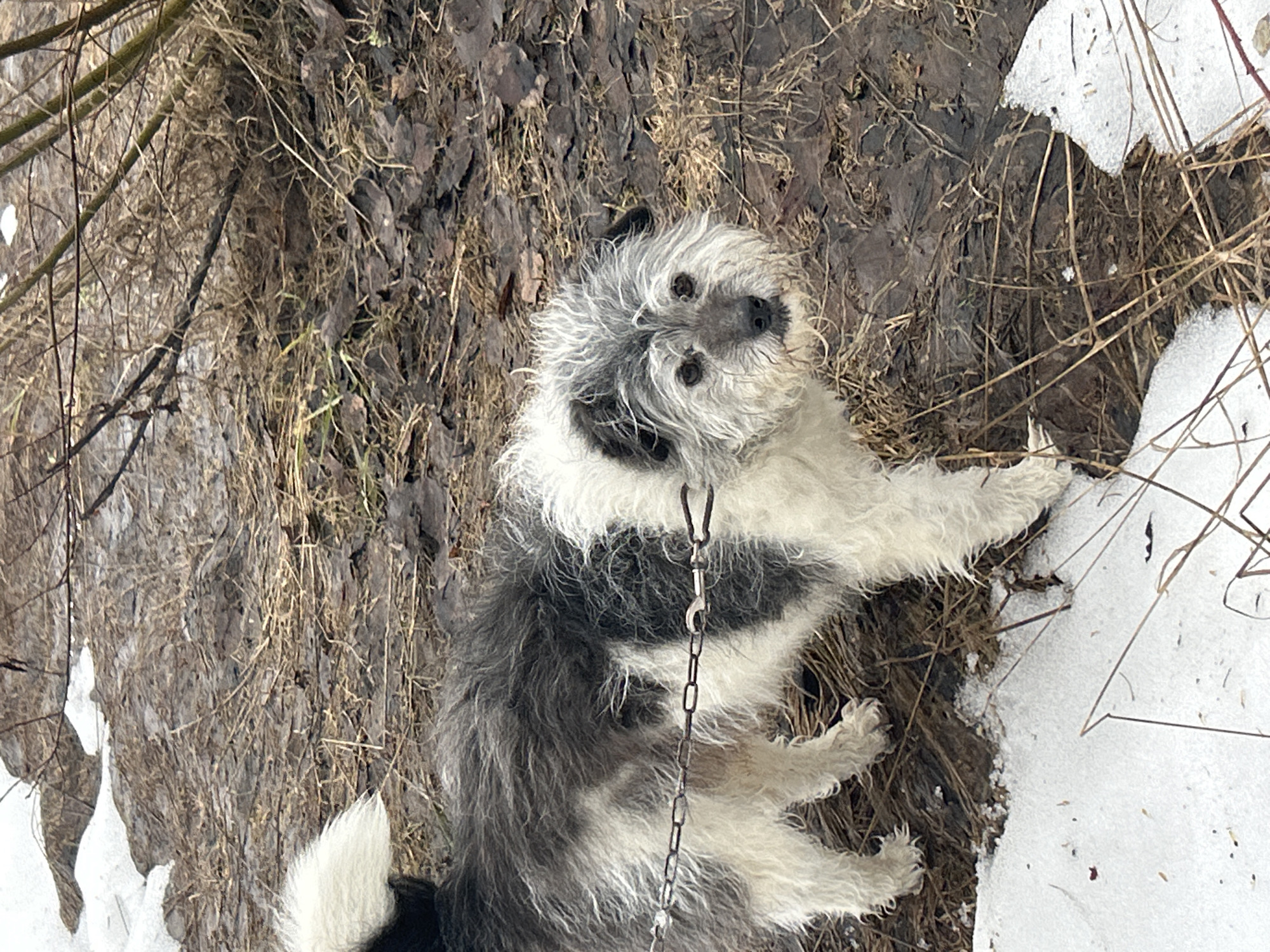 The image shows a small, shaggy dog lying on its back in an outdoor environment. The dog has a black and white coat and is wearing a metal chain. The ground is a mix of mud, dead leaves, dried grass, and patches of snow. The environment appears to be a wooded area. The location is in the city of Unknown, Unknown.