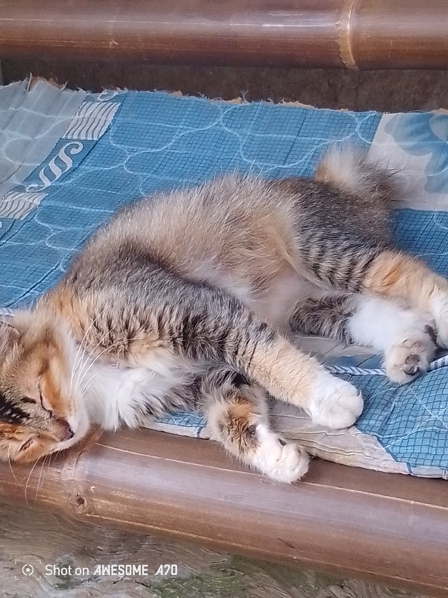 A medium shot shows a fluffy calico cat sleeping on a blue patterned mat, which is resting on a wooden bench. The cat is lying on its side with its eyes closed and its paws tucked under its body. Its fur is a mix of brown, black, and white, with tabby markings on its back and tail. The wooden bench appears to be weathered and has a rustic appearance. The background is out of focus, but appears to be an outdoor setting. The image has a watermark in the bottom left corner that reads "Shot on AWESOME A70." This scene could be located in Cisaat, Indonesia, where such outdoor seating and domestic animals are common.