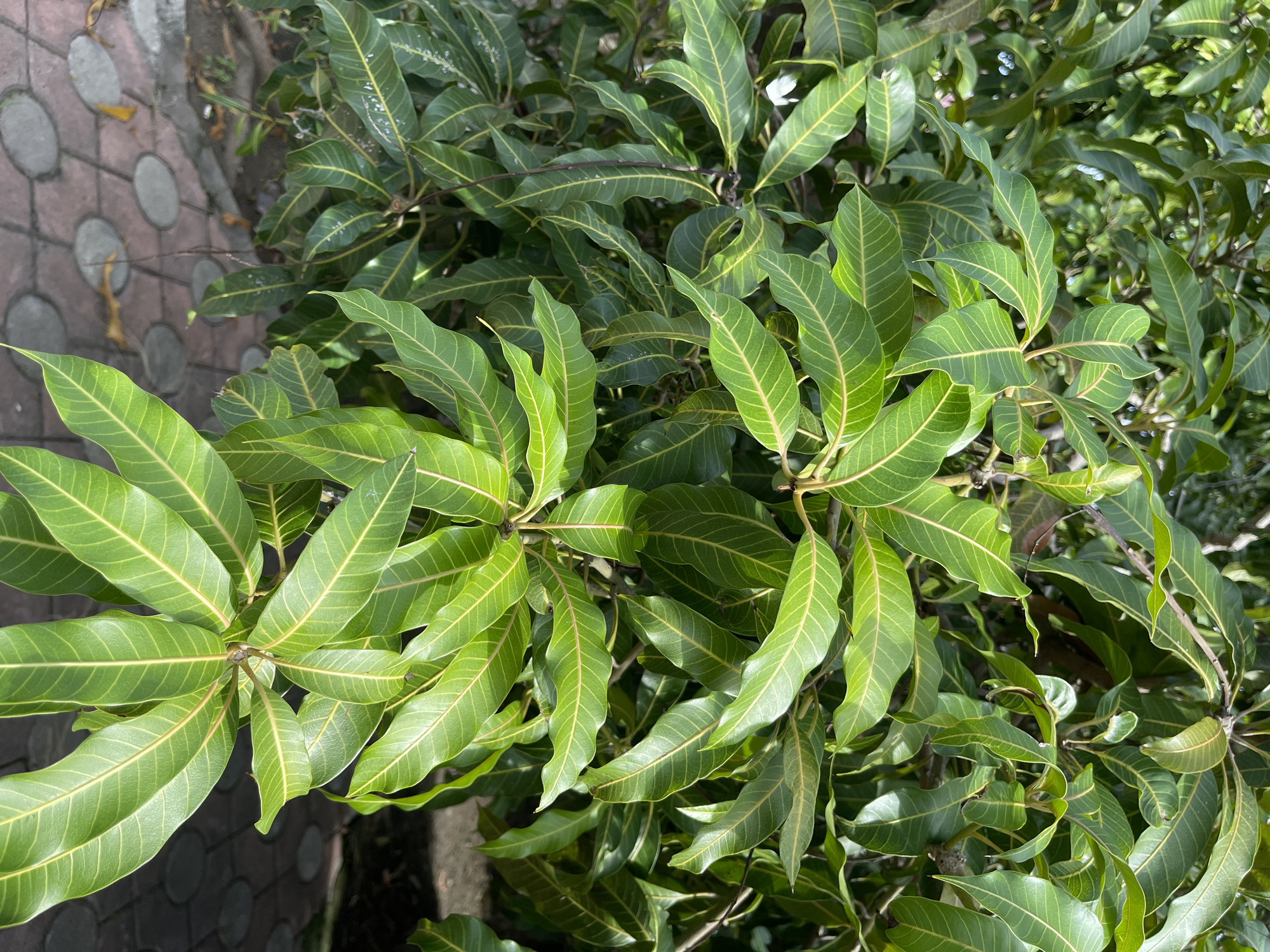 The image shows a close-up of a dense cluster of green mango leaves on a tree. The leaves are elongated and have prominent yellow veins. Some leaves are slightly curled. In the background, a blurred view of patterned paving stones and foliage is visible. The scene appears to be outdoors, possibly in a garden or park. There are no people or animals present. The lighting suggests it is daytime. The location is stated to be Julicotmeurak, Indonesia.