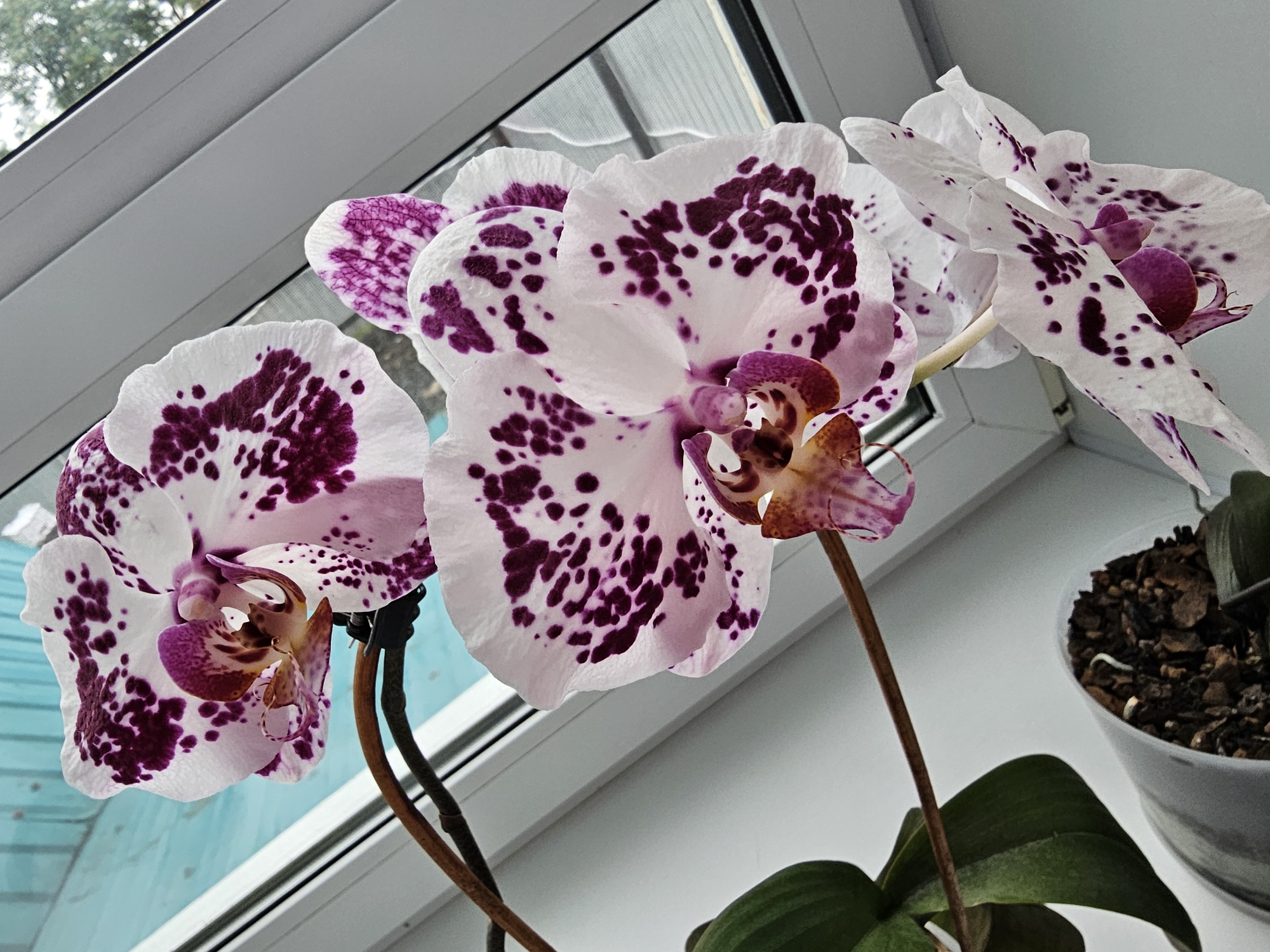 A close-up, high-angle shot captures a cluster of blooming phalaenopsis orchids with white petals and dark purple spots, accented with fuchsia centers. The orchids are positioned in front of a window, with the natural light casting shadows and highlights on the delicate petals. The background shows a bright blue object, possibly a wall or a curtain, and the grey frame of the window, suggesting an indoor setting. Below the flowers, a green leaf and a pot filled with dark brown mulch are visible, indicating the plants are potted indoors. The overall scene is one of natural beauty and indoor cultivation, with the orchids serving as the central focus. The image is undated and location-unspecified, but the prompt requests it be set in Kalinovka, Russia.