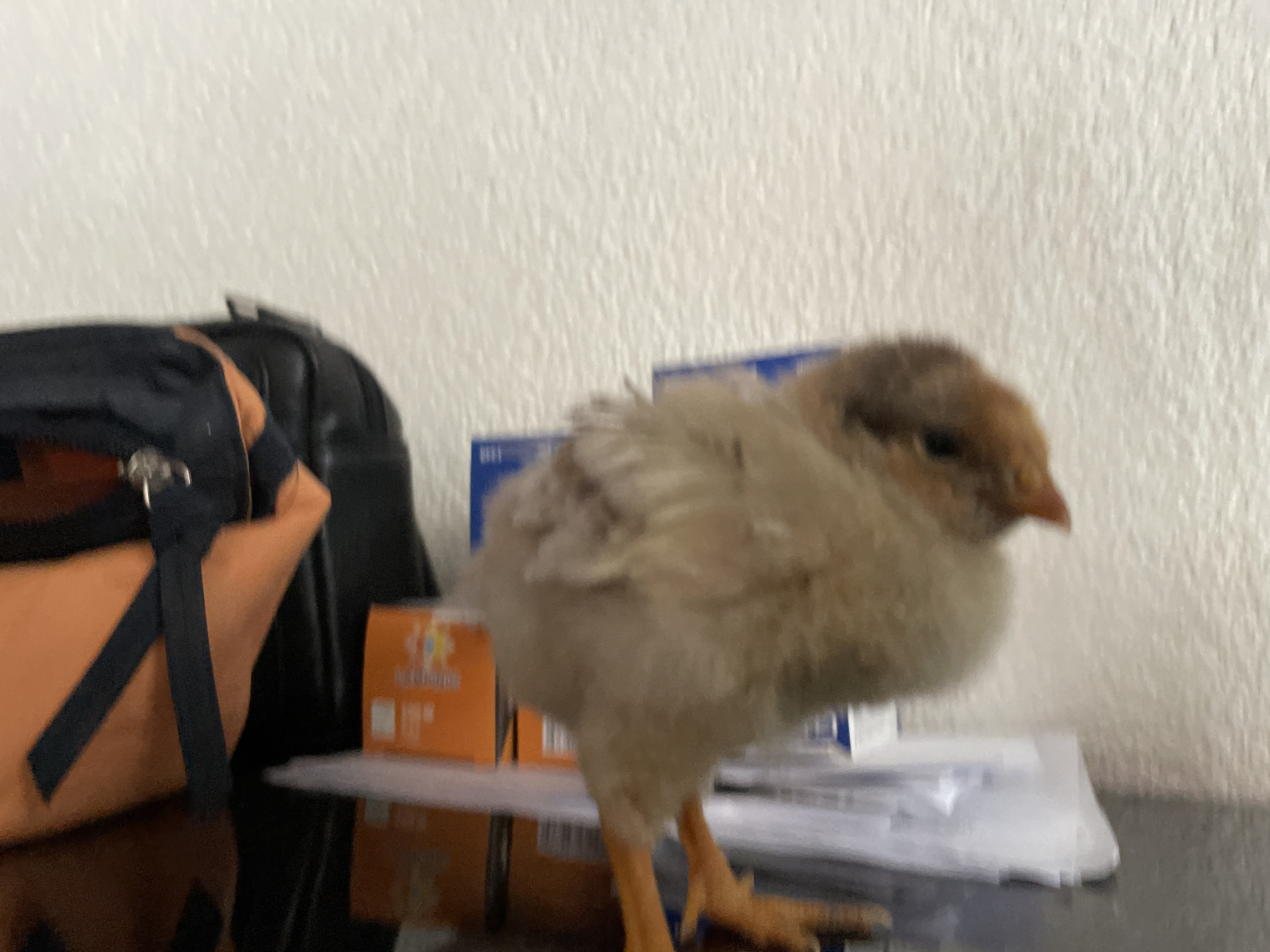 A blurry photograph shows a small, gray-brown chick standing on a surface that appears to be covered in loose papers. To the left of the chick is a black and orange bag. Behind the chick are a blue and an orange box and a white wall. No people or specific location are identifiable.