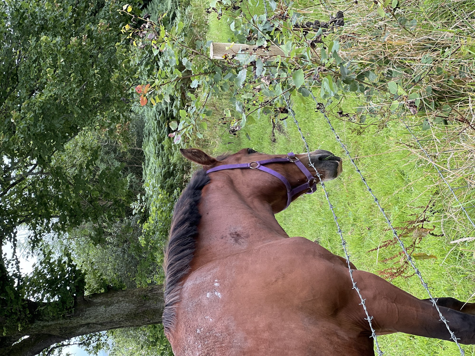A brown horse wearing a purple halter stands in a grassy field near a barbed wire fence. Behind the horse, trees and ferns create a lush green backdrop. The scene is set in a rural area, with the natural landscape suggesting a location outside of urban development. This image was taken in the townland of Drimarone, Mountcharles, County Donegal, Ireland.