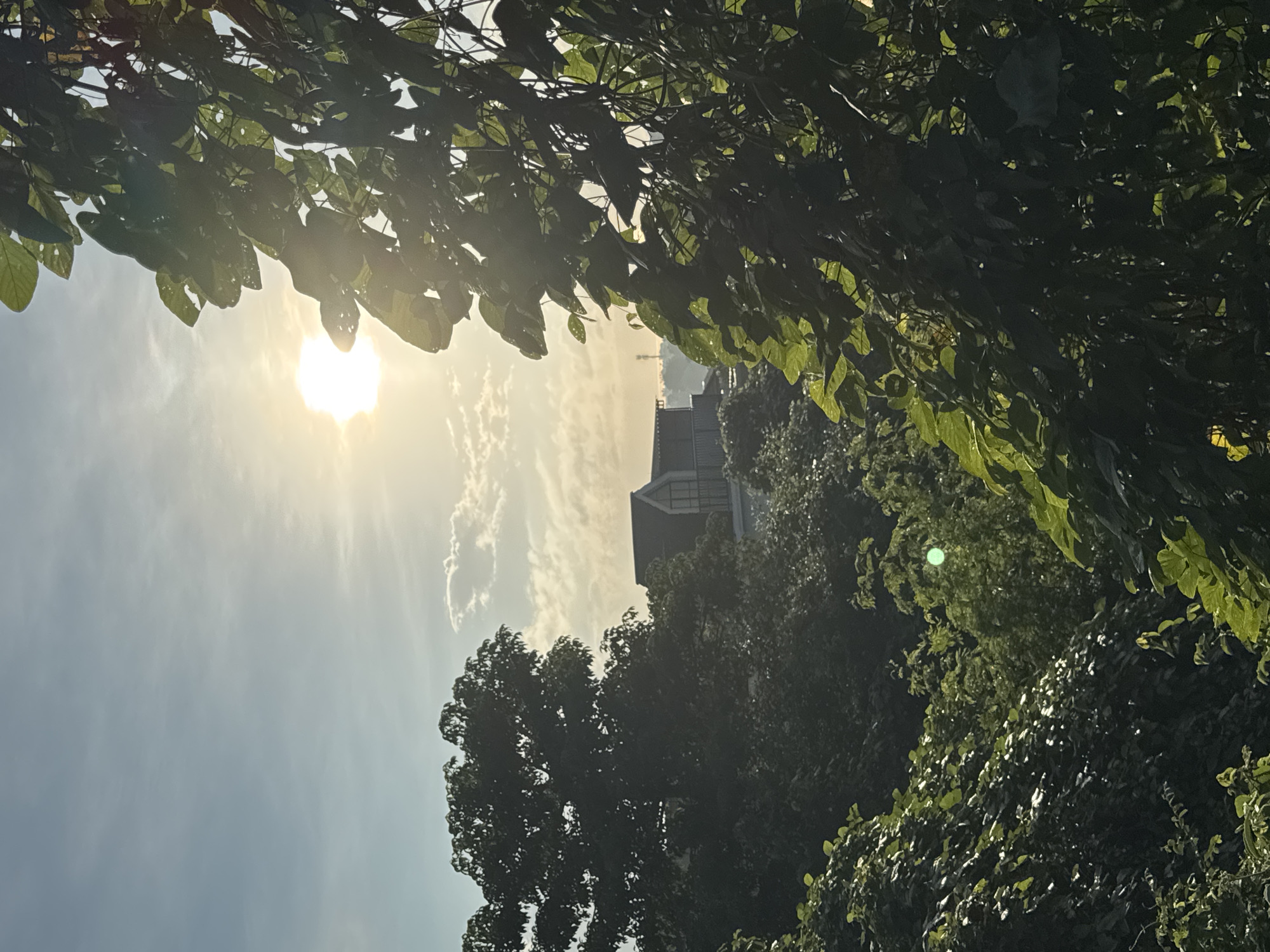 The image captures a bright, sunny outdoor scene, predominantly featuring lush green foliage, the sky, and a distant building. The perspective is looking upwards, with the sun prominently positioned in the upper left quadrant, casting a strong, radiant light that creates a bright halo around it.
Dense, dark green leaves and branches frame the top and bottom portions of the image, appearing slightly backlit and forming a natural archway or canopy. Some of these leaves show details of their veins and holes, indicating natural wear or insect activity. Sunlight filters through these leaves, creating bright highlights and subtle lens flares, particularly on the right side.
The sky occupies the central and right areas of the image, exhibiting a pale blue hue with scattered white, wispy clouds. The bright sun illuminates these clouds, giving them a soft, glowing appearance.
In the mid-ground, a multi-story building with a dark roof and light-colored walls is partially visible, nestled among the trees. Its architectural style suggests a modern or contemporary design, typical of urban or resort areas. Surrounding the building and extending across the mid-ground are numerous trees with dense green canopies, appearing darker in contrast to the bright sky and foreground sun-drenched leaves.
The bright sunlight suggests a clear daytime setting, likely late morning or afternoon, in a tropical environment consistent with the given location context of Kuta Selatan, Indonesia. There are no visible people or discernible activities, and no text is present in the image. The overall impression is one of natural beauty and light.