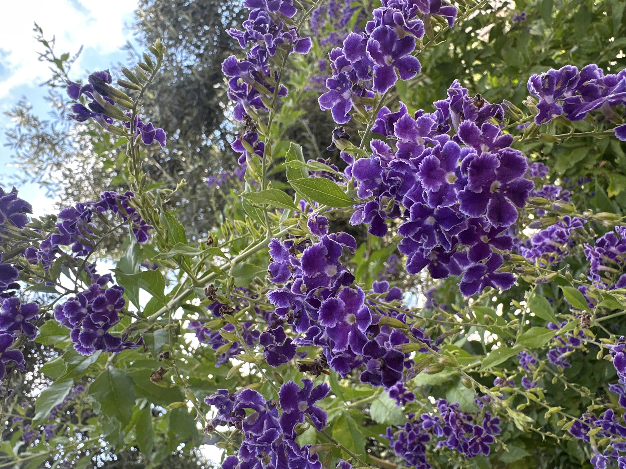 A close-up, vertical shot captures a cluster of vibrant purple flowers with white-edged petals against a blurred backdrop of green foliage and a bright sky. The flowers, tightly packed on thin green stems, exhibit delicate, ruffled petals and small, yellow centers. Some of the flowers are in full bloom, while others appear as buds. The background suggests an outdoor setting, possibly a garden or park, with sunlight filtering through the leaves, creating a dappled effect. The specific location in Haifa, Israel, is not discernible from the visual information presented. There are no people or animals visible in the frame, and no actions or interactions are taking place.