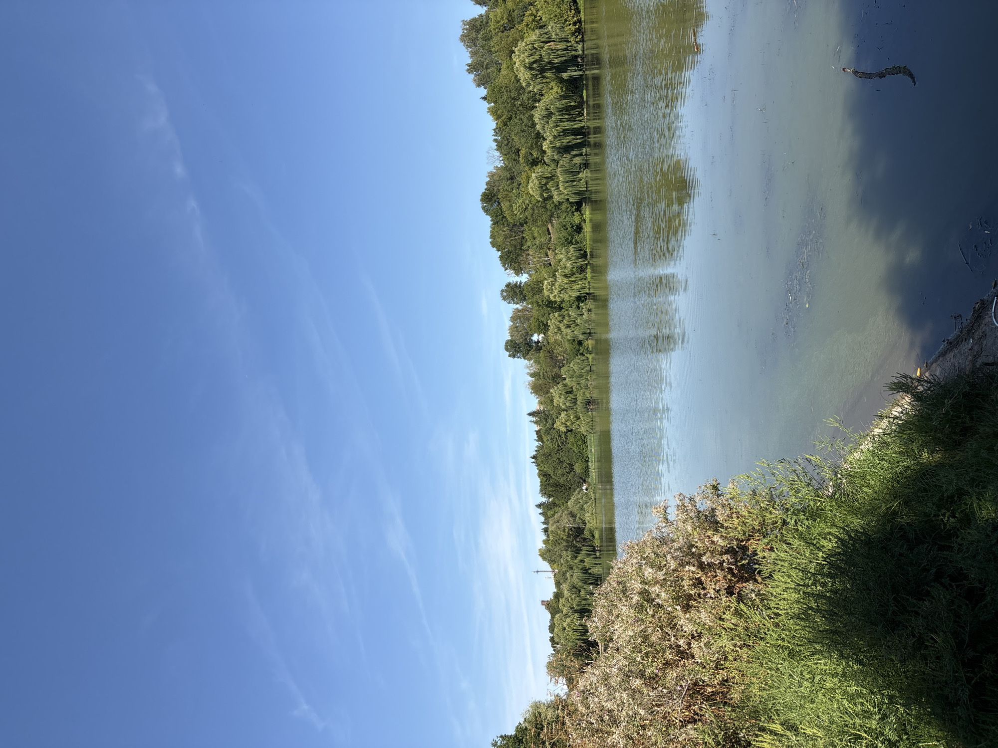 The image depicts a serene natural scene with a calm body of water, likely a lake or pond, bordered by lush greenery under a clear blue sky. On the left side of the foreground, dense bushes and tall grass create a shadowed embankment leading towards the water. The water itself is a muted green, with ripples and reflections of the surrounding foliage visible on its surface. In the mid-ground, a line of trees, including weeping willows and other deciduous varieties, stretches along the far bank, their branches dipping towards the water. The sky is a vibrant blue with a few wispy white clouds. In the distance, a tall, slender tower, possibly a church or a communication tower, is visible rising above the trees. The overall impression is one of a peaceful, undeveloped natural area, likely on the outskirts of a town or city. The scene is consistent with a park or natural reserve in or around the city of Lanivtsi, Ukraine, given the presence of deciduous trees common to the region and the pastoral landscape. No people or animals are visible in the image.