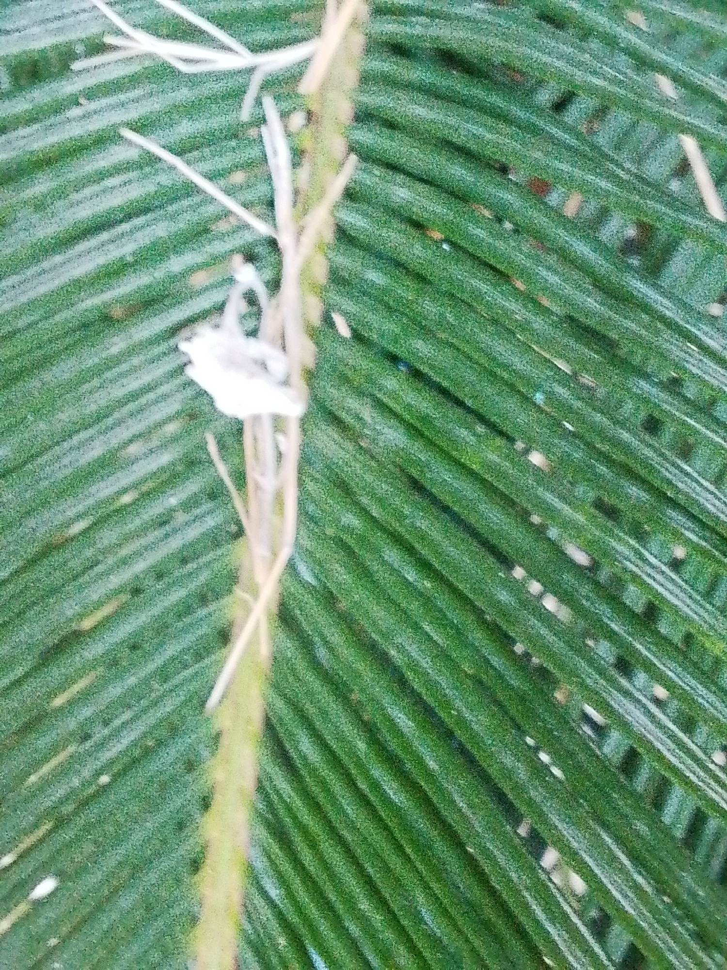 A close-up shows part of a vibrant green palm frond. A dry, light-colored branch or stem runs vertically along the frond. A small, white, cottony mass clings to the stem. The location is Lhokseumawe, Indonesia, based on inference from knowledge base.
