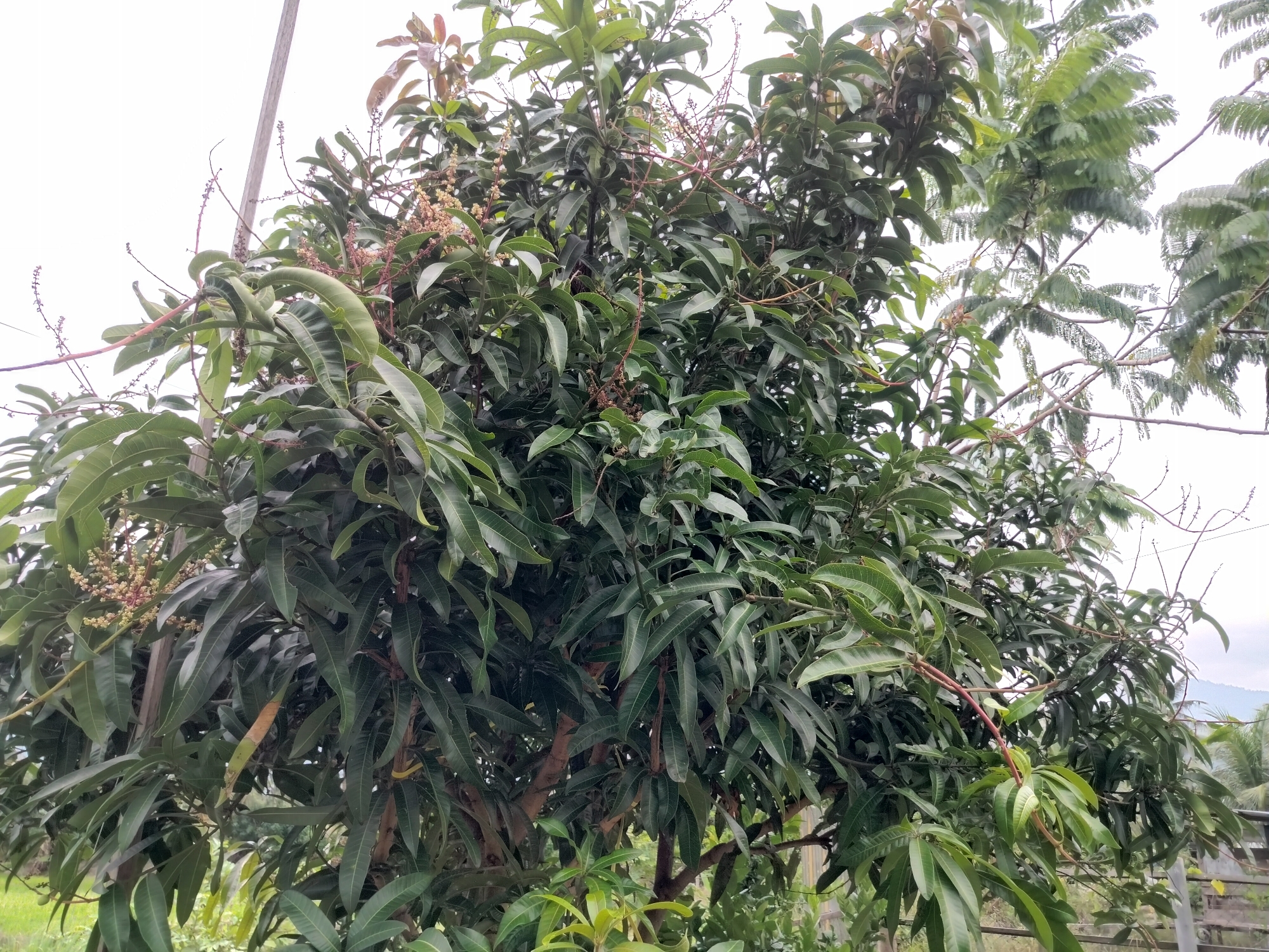 The image shows a dense canopy of a mango tree with lush green leaves and some budding flowers in Lembahalas, Indonesia. The tree has a thick trunk and branches that spread outwards, creating a full and vibrant appearance. The leaves are elongated and pointed, typical of mango trees, and some have a reddish tint, indicating new growth or the presence of flowers. The sky is overcast, suggesting a cloudy day. In the background, some distant hills can be seen, along with some other vegetation and a hint of a fence. The overall scene depicts a healthy and mature mango tree in a natural or semi-natural environment.