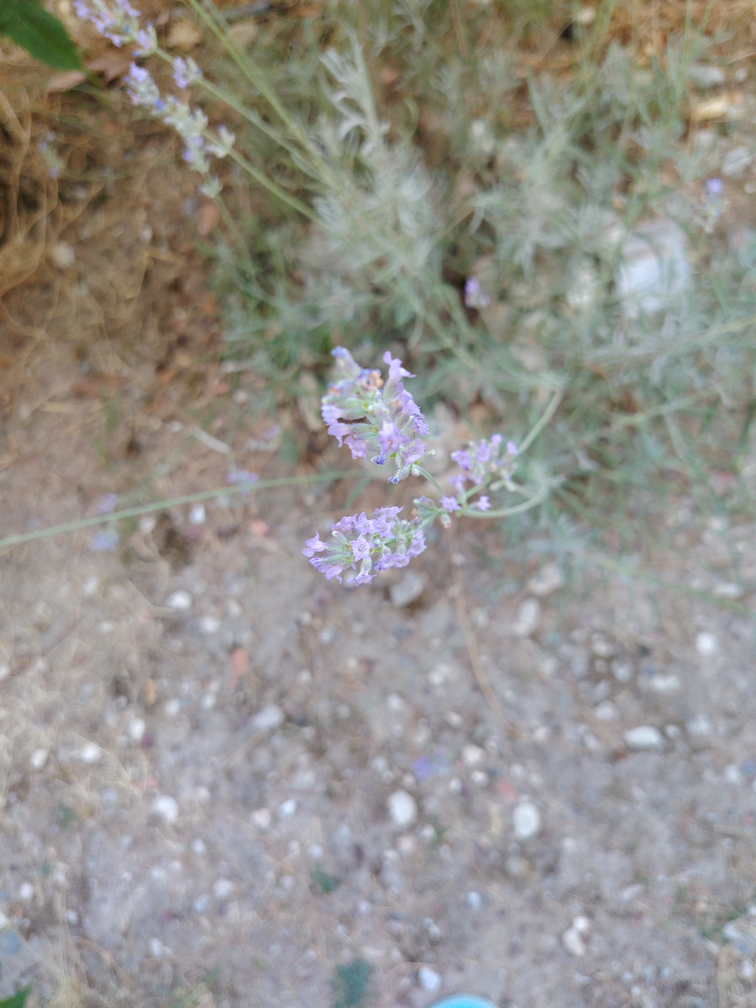 A close-up, top-down view captures a sprig of lavender in soft focus, its delicate purple florets clustered along a slender stem. The lavender appears to be growing outdoors, with a blurred background of dry soil and scattered small stones, suggesting a natural or uncultivated environment. The overall scene is characterized by muted colors and a shallow depth of field, with the lavender sprig being the primary subject. The location is identified as Konyaaltı, Turkey.