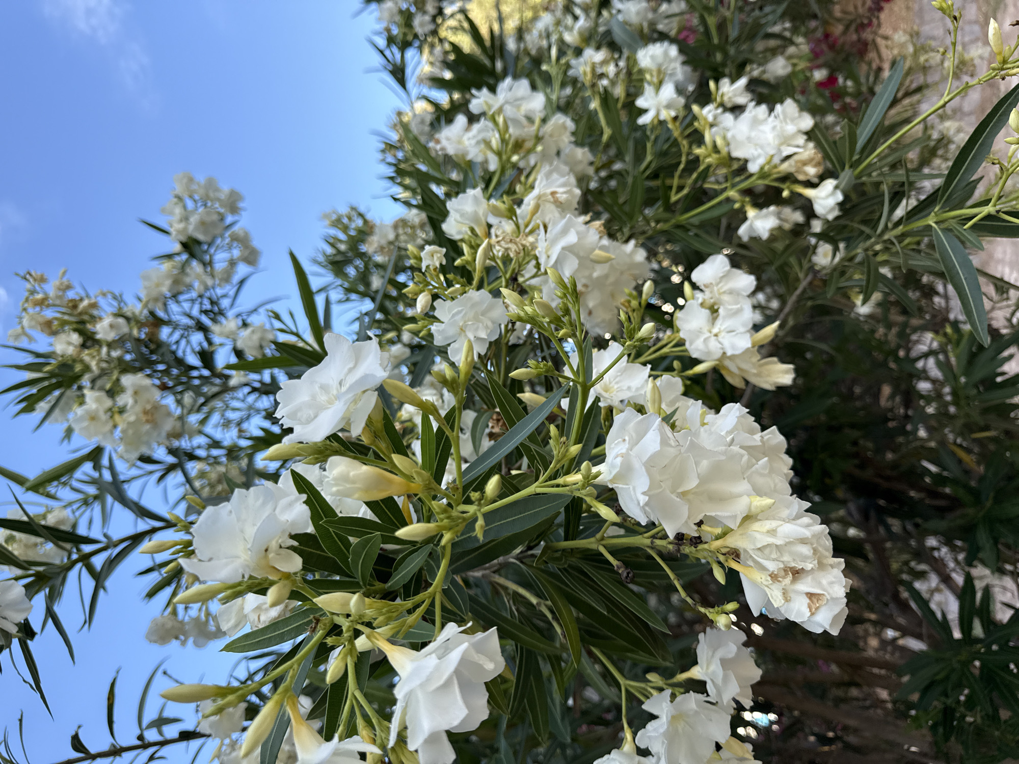 This image captures a close-up view of a flowering plant, likely oleander given the location context of Budva, Montenegro. The plant is abundant with clusters of white flowers, some fully bloomed and others in various stages of bud formation. The flowers have delicate, multi-petaled structures. Interspersed with the white blooms are pale yellow buds. The foliage consists of long, slender, dark green leaves.
The scene is set against a clear blue sky, suggesting daytime with fair weather. The perspective is looking upwards into the plant, emphasizing the density of the blossoms and leaves against the bright sky. There are no people or animals visible. The lighting indicates it is likely daytime, possibly late morning or afternoon, as the light is bright and the sky is clear. The image has a natural, outdoor feel. No text is visible in the image. The overall impression is one of lush, blooming nature on a sunny day.