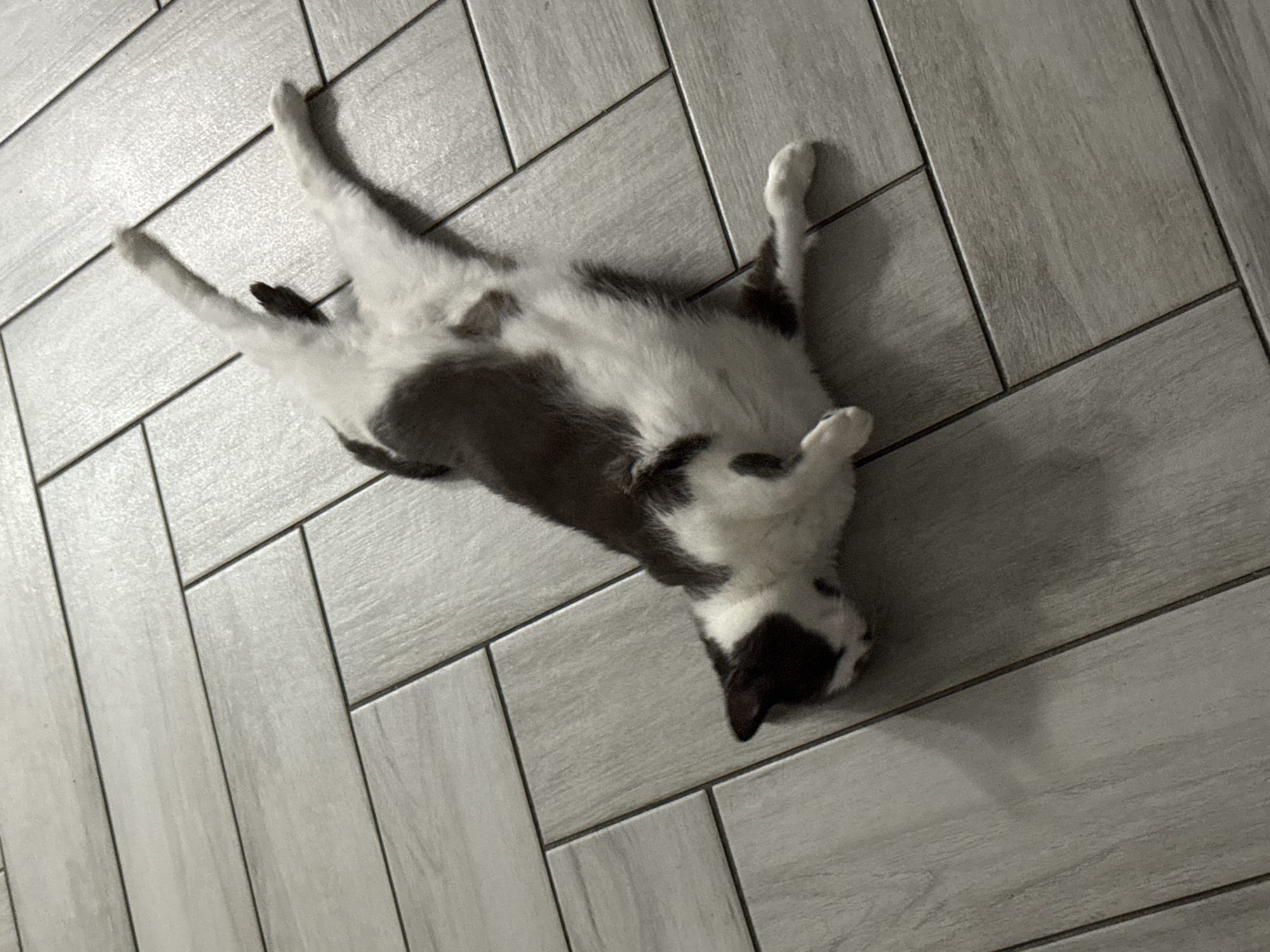 A black and white cat is lying on its back on a grey tiled floor. The cat's legs are splayed out, and its eyes are closed. The cat appears to be sleeping or relaxing. The floor is made of rectangular tiles arranged in a staggered pattern. The overall lighting suggests this is an indoor environment. There is no indication of the location being specifically in Bellmore, United States of America, beyond what is provided in the prompt.