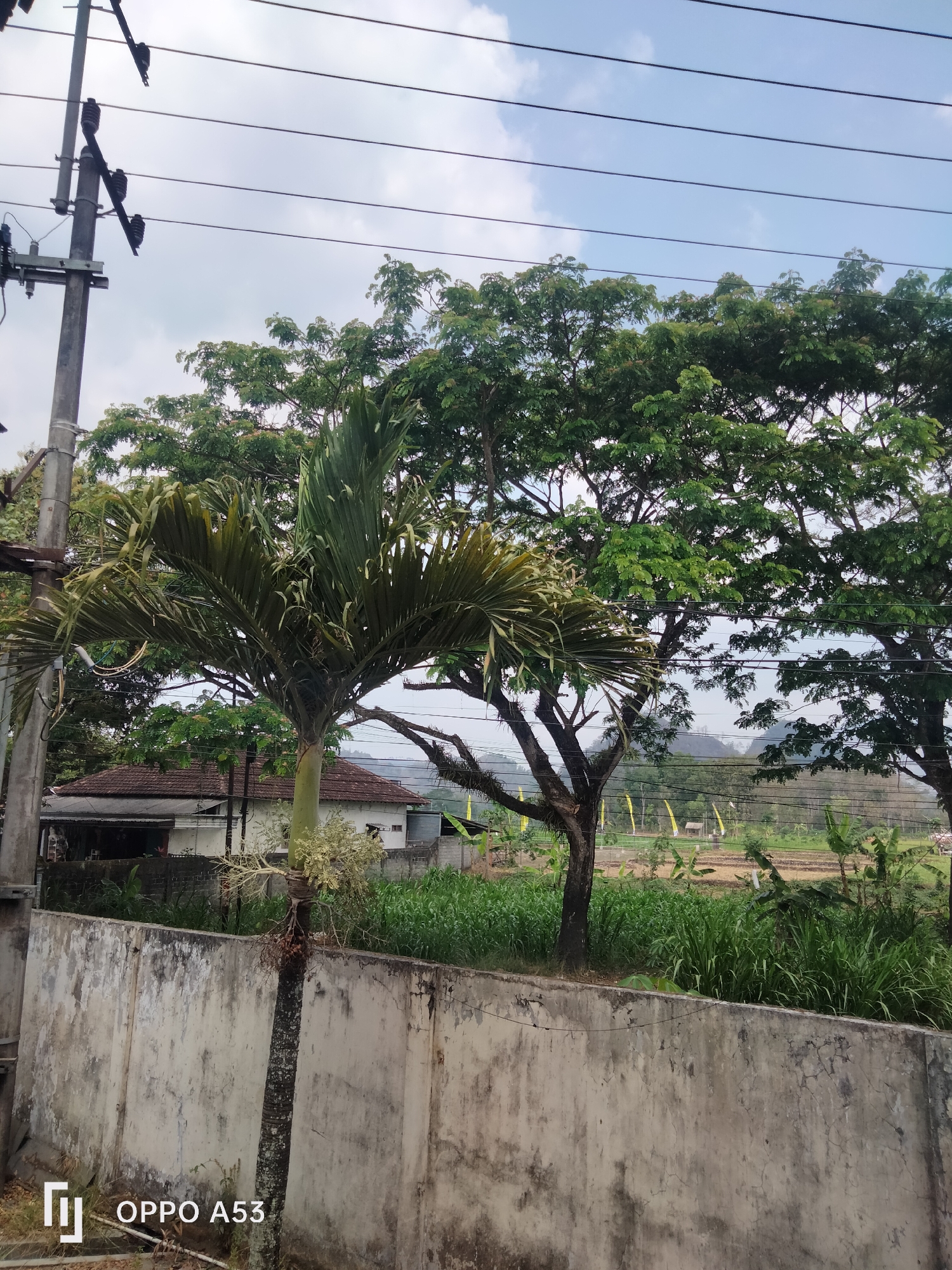 This image depicts an outdoor scene in the city of Karangan, Indonesia, likely during daylight hours under an overcast or cloudy sky. In the foreground, a weathered concrete wall runs horizontally across the lower portion of the frame. To the left, a utility pole with visible insulators and wires stands prominently. A palm tree with long, drooping fronds is positioned in the mid-ground, to the right of the utility pole. Behind the palm tree, a building with a red-tiled roof is partially visible, suggesting a residential or rural setting. Further in the background, a dense canopy of large trees with green foliage dominates the upper part of the scene, with power lines strung between them. Beyond the trees, a rural landscape is visible, featuring fields of green grass and crops, and in the far distance, rolling hills or mountains under a hazy sky. The overall impression is one of a moderately developed rural area with overhead power infrastructure.