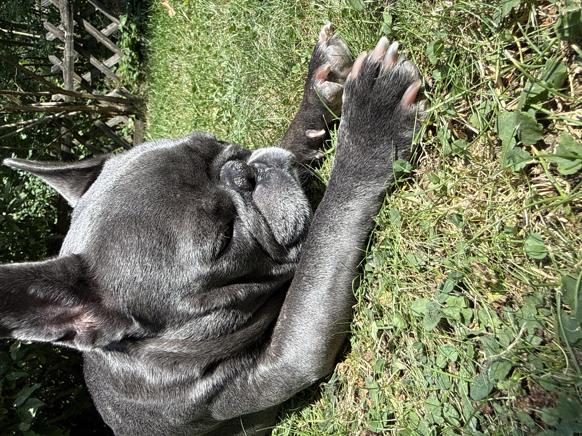 A blue brindle French bulldog is lying on its side in a grassy area, likely a backyard in Bad Sachsa, Germany. The dog's eyes are closed, and its head is resting on its paws. The sun is shining brightly, casting shadows on the grass and highlighting the dog's fur. In the background, a wooden fence and lush green foliage are visible, suggesting a peaceful, outdoor setting. The dog appears relaxed and content.