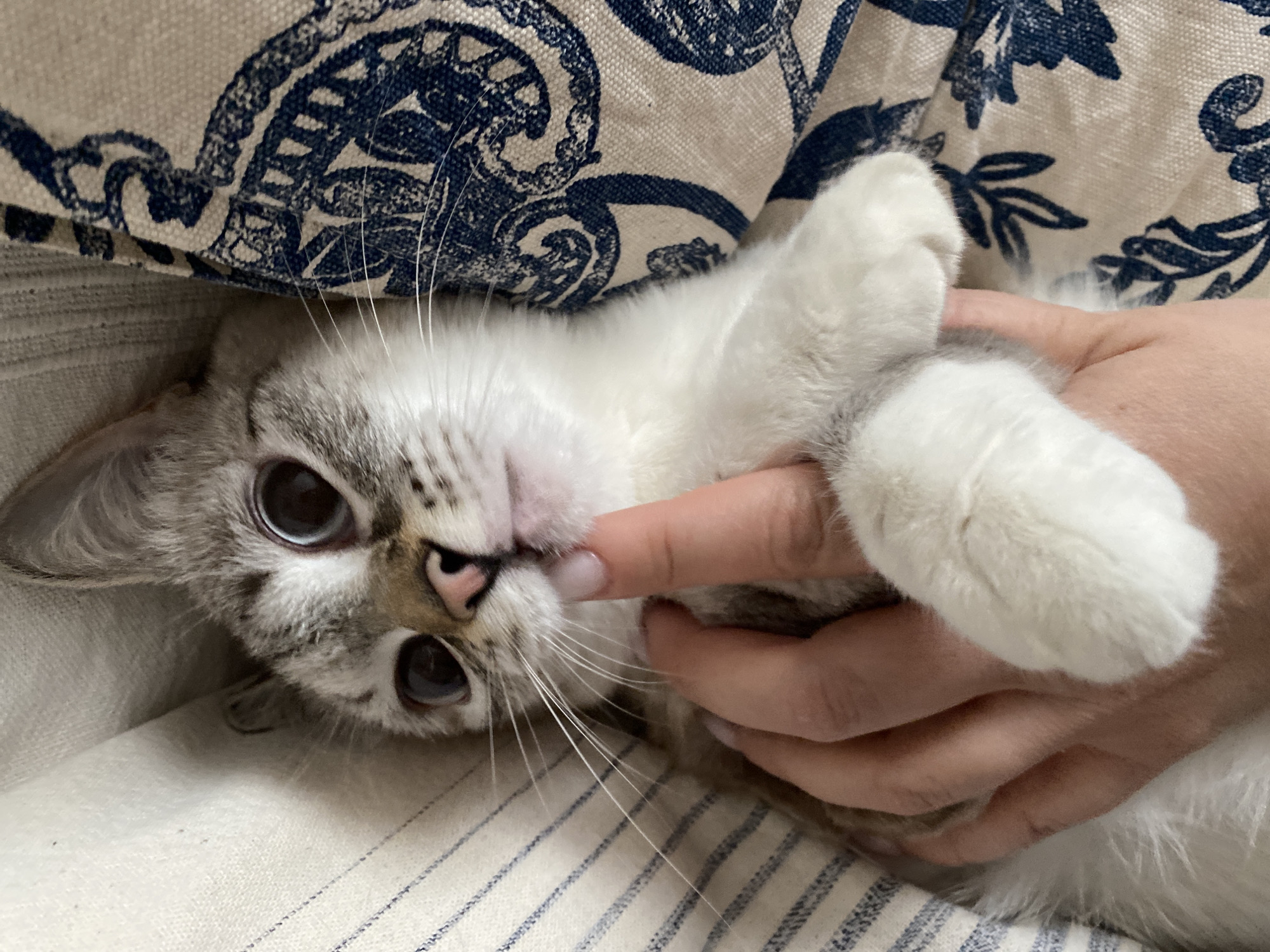 A cat is lying on a striped fabric surface, with a patterned pillow behind its head. A human hand is holding one of the cat's paws, with a finger gently touching the cat's nose. The cat has gray and white fur, with large eyes and long whiskers. The background is out of focus. No location is determinable.