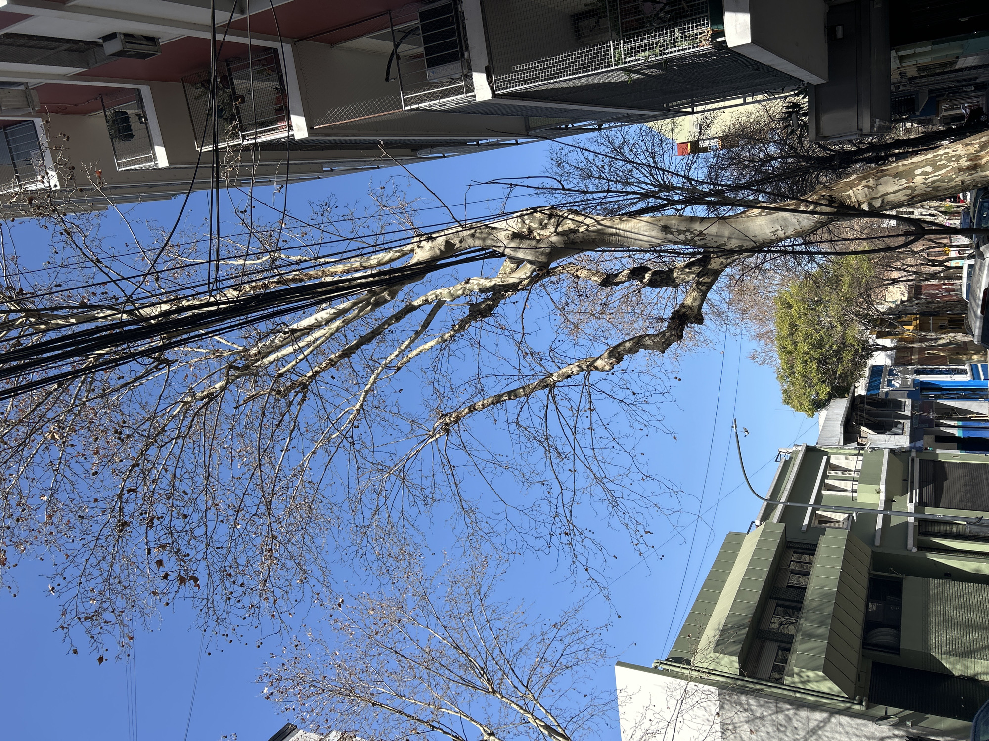 This image depicts a street scene in the city of Buenos Aires, Argentina, under a clear blue sky. The perspective is looking upwards, focusing on a large, bare sycamore tree with a mottled trunk, its branches reaching towards the sky and tangled with numerous overhead electrical wires. To the right of the tree, a modern apartment building with red and white accents is visible, featuring multiple balconies with railings and some potted plants. To the left of the tree, a building with a distinctive green facade and protruding upper levels is present. Further down the street, other buildings with storefronts and awnings can be seen, some with roller shutters. The street appears to be relatively quiet, with parked cars visible in the lower portion of the image. The overall impression is of an urban environment with a strong presence of both natural elements (the tree) and man-made infrastructure (buildings and wires).