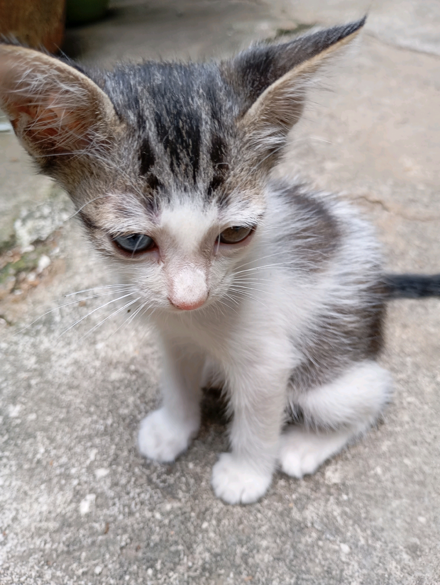A close-up, eye-level shot shows a young tabby kitten sitting on a concrete surface in Balikpapan, Indonesia. The kitten has white and grey tabby markings, large ears, and one blue eye and one brown eye. Its fur appears slightly damp, and it is looking downwards. The background consists of a slightly out-of-focus concrete ground with some faint textures. The overall lighting suggests an outdoor environment during the day.