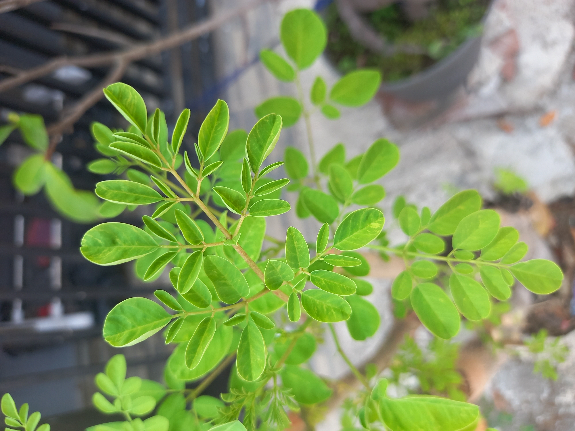 A close-up, overhead shot captures vibrant green leaves of a plant, likely a moringa tree, against a softly blurred background. The leaves are oval-shaped with pointed tips and are arranged in compound leaf structures along thin branches. Some leaves exhibit subtle yellowing or variegation along their edges. In the background, out-of-focus elements suggest an outdoor setting, possibly a garden or patio, with hints of a metallic fence or structure, a greyish concrete or stone surface, and portions of dark-colored planters containing sparse greenery. The lighting is bright and natural, highlighting the lushness of the foliage. There are no people or animals visible in the image. The image does not provide any information to determine its location in Cankuang, Indonesia, or any other specific geographical location.