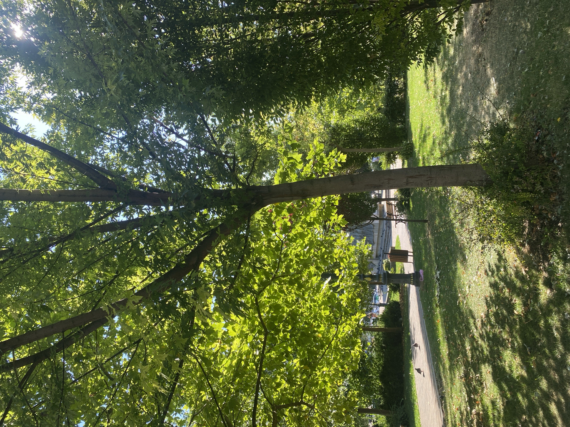This is an outdoor, eye-level, wide shot of a park area on a sunny day. The foreground features a tree with green leaves and a thick trunk, casting dappled shadows on the grass. To the left of the tree, a paved walkway runs diagonally, with two pigeons walking on it. Further back, there's a lamppost, a trash bin, and a park bench. Beyond the walkway, more trees and foliage create a lush, green environment. In the distance, there's a hint of a building and some parked cars, suggesting an urban park setting. The overall scene is peaceful and bathed in sunlight, with the sunbeams filtering through the leaves. Based on the presence of specific architectural elements and the general ambiance, this park is likely located in the city of Iași, Romania, possibly in an area like the Copou Garden or another well-maintained city park.