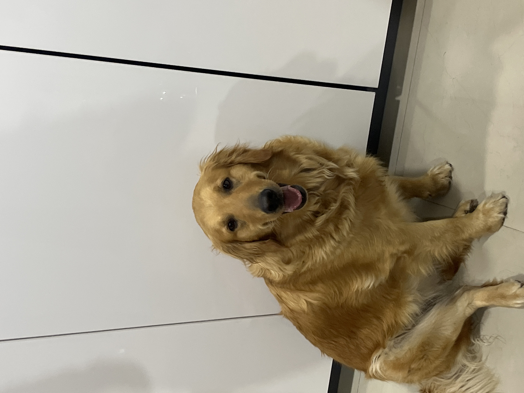 A Golden Retriever dog is lying down on a light-colored tile floor, with its head turned towards the camera and its mouth slightly open. The dog is positioned next to a white wall with black trim lines. The location is unknown.