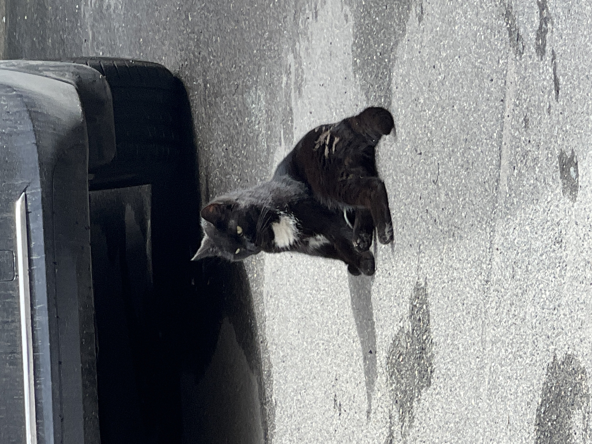 A black and white cat is lying on its side on an asphalt surface. The cat has yellow eyes and a patch of white fur on its chest. The cat is positioned to the left of a dark object, which appears to be part of a vehicle, possibly a car tire. The asphalt surface is textured and appears somewhat wet, with reflections and shadows visible. The lighting suggests it is daytime, and the shadows indicate the sun is shining. There are no people visible in the image. The scene is likely an outdoor urban environment, given the presence of asphalt and a vehicle. There is no visible text in the image. The cat appears relaxed, with its legs extended. The overall impression is a casual moment captured outdoors.