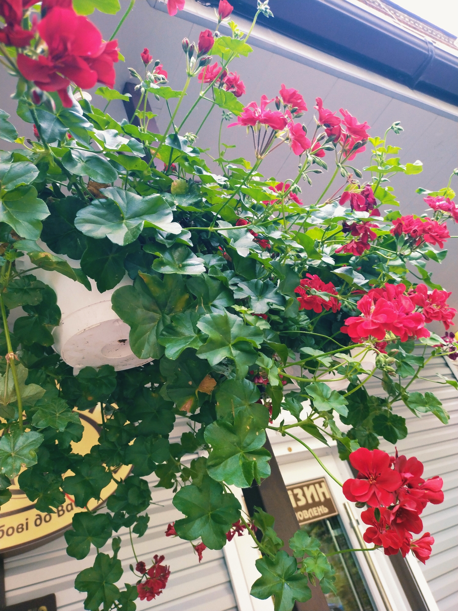 The image shows a hanging planter filled with vibrant red geraniums and lush green foliage, cascading over a white pot. In the background, a building with a light-colored facade and a dark roofline is visible. A sign with Cyrillic lettering, likely in Ukrainian, is partially obscured by the plants. The sign appears to be for a business in Horishni Plavni, Ukraine, as indicated by the context. The overall scene depicts a bright, outdoor setting, possibly a storefront or residential building, adorned with flowering plants.