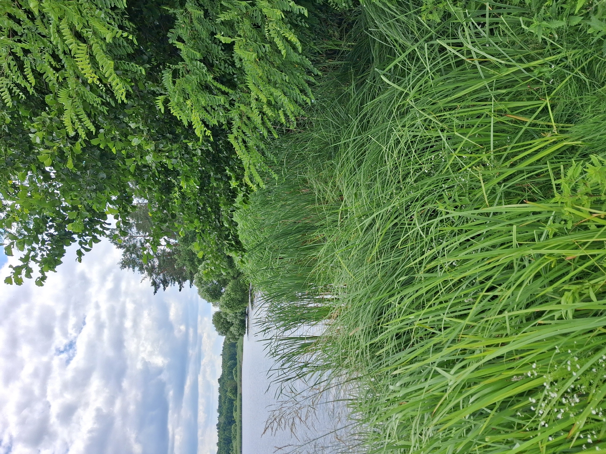 The image depicts a serene natural scene at Reutyntsi, Ukraine. The foreground is dominated by lush, tall green grass, some of which appears to be growing along the edge of a body of water. The grass is dense and untamed, with individual blades clearly visible, interspersed with small white flowers.
To the left of the grass, a dense canopy of green leaves from trees overhangs the scene. These leaves are varied in shape and texture, suggesting a mix of tree species. Beyond the grass and the trees, a calm body of water stretches out, reflecting the sky. The water appears still, with subtle ripples suggesting a gentle breeze.
The sky is filled with dramatic, white, and grey clouds, indicating overcast or partly cloudy weather. The lighting suggests it is daytime, possibly late morning or afternoon.
The overall impression is one of a peaceful, natural landscape. There are no visible people or man-made objects, emphasizing the untouched quality of the environment. The setting suggests a rural or natural area, likely a lakeside or riverbank. The scene evokes a sense of tranquility and natural beauty. No text is visible in the image.
