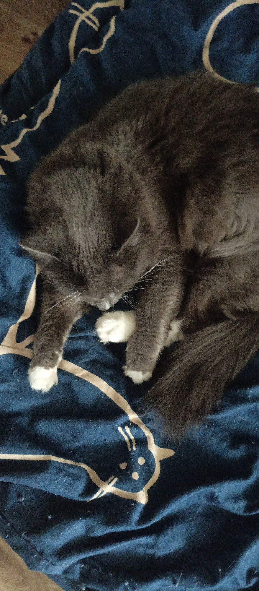 A close-up, top-down shot shows a fluffy, dark gray cat with white paws curled up and sleeping on a dark blue blanket. The blanket has a repeating pattern of stylized white cat faces. The cat's eyes are closed, its head is tucked into its chest, and its paws are resting near its face. The lighting is dim, suggesting the photo was taken indoors. No specific location in Sokol, Russia can be determined from the image alone.