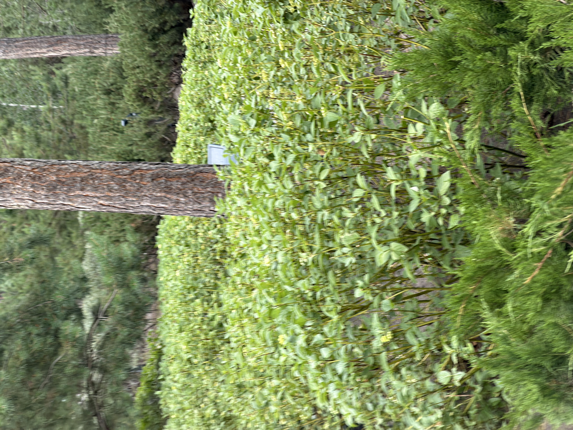 The image shows a dense, low-lying bed of green plants with visible stems and leaves, suggesting a garden or landscaped area. In the foreground, a thick, textured tree trunk stands prominently to the left of center. Behind this, a smaller, lighter-colored rectangular object is partially visible amongst the foliage. The background consists of a dense evergreen forest with tall trees, and a faint hint of a pathway or clearing with a single light fixture is discernible in the mid-ground. The scene appears to be outdoors, likely in a natural or semi-natural setting. The overall impression is one of lush greenery and natural elements. The specific location in Озерное (майминский), Russia, is not explicitly depicted in the visual elements of the image itself, but the prompt requests this context be assumed.