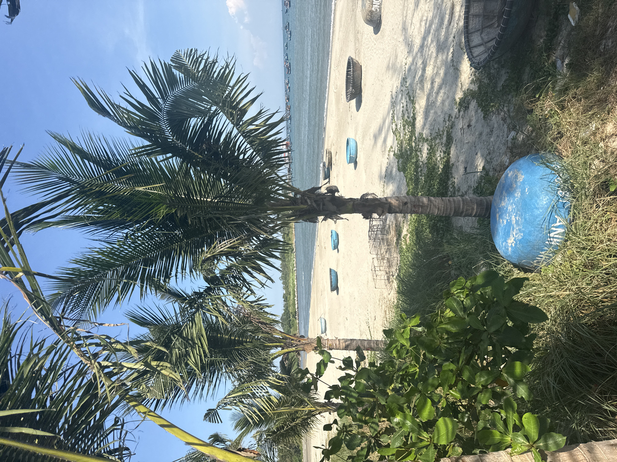 The image captures a tropical beach scene, likely in an Unknown, Unknown setting. The foreground is dominated by a palm tree with dense fronds, positioned on the left. Adjacent to the palm tree, various green plants and vegetation are visible. The beach itself is sandy, and several round fishing boats, some painted blue, are scattered along the shoreline. Further out to sea, several boats are visible on the water. The sky is clear and blue.
