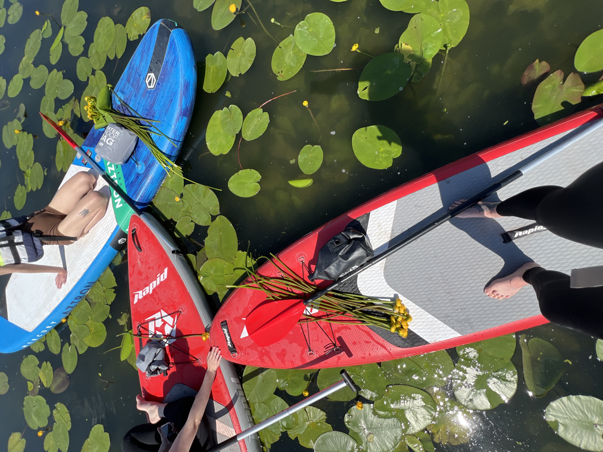 The image shows a group of people on paddleboards in a body of water with lily pads. The water appears to be a lake or slow-moving river, possibly in or near Bila, Ukraine, given the context of the prompt.
In the foreground, a red paddleboard is positioned horizontally. On this board, a person's bare feet are visible, clad in black leggings. A paddle lies across the board, and a bunch of yellow wildflowers with green stems is placed near the front. A black dry bag is also present on the board.
Behind the red paddleboard, a smaller red paddleboard is partially visible, with a person's arm and hand resting on it. A gray bag is placed on this board.
In the upper portion of the image, a blue paddleboard is seen. A person is sitting on this board, wearing a life vest and brown shorts. A paddle is placed on the board, and another bunch of yellow wildflowers is also on the blue board.
The water is filled with numerous green lily pads, some with small yellow flowers. The sunlight creates dappled reflections on the water's surface. The overall impression is of a leisurely outdoor activity on a sunny day.