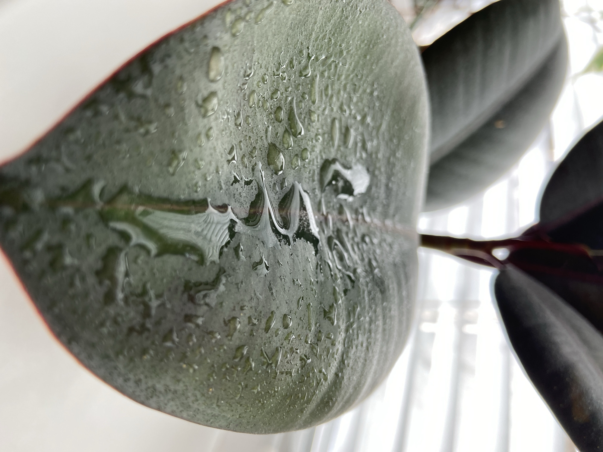 The image shows a close-up of a rubber plant leaf covered in water droplets. The leaf is a dark green color with a reddish tinge around the edges. The water droplets are scattered across the surface of the leaf, reflecting light and creating a shimmering effect. Two more leaves are visible behind the main leaf. The plant is set against a white background, with what appears to be a window behind it. No specific location is identifiable.