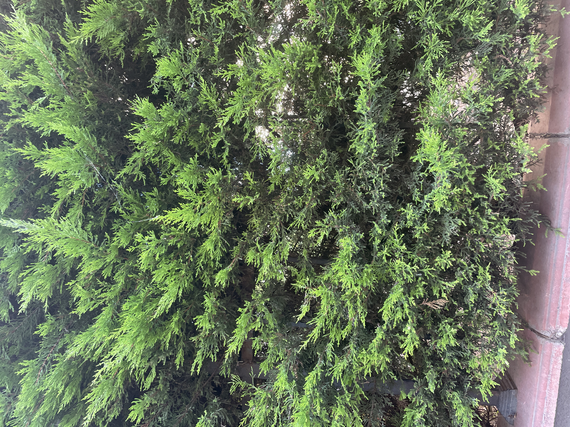 This is a close-up, full-frame photograph of a dense evergreen hedge, likely a Leyland cypress, showing its characteristic bright green, feathery foliage. The hedge appears healthy and well-maintained. In the lower left corner, a red brick sidewalk and curb are partially visible, along with the base of a dark, ornate fence post. The overall impression is of a well-kept, outdoor urban environment. This scene is consistent with the landscaping found in residential or public spaces in Kadıköy, Turkey, a district known for its green areas and tree-lined streets. No people or animals are present in the image.