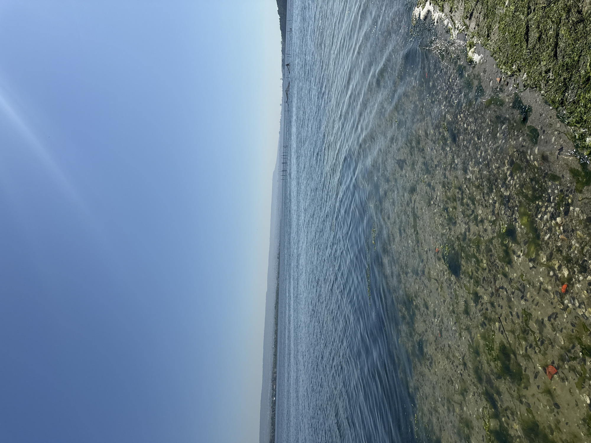The image captures a section of the shore of the Varna Lake near the city of Konstantinovo, Bulgaria. The scene includes clear blue sky dominating the left half of the image. The lake water occupies the right half. The shoreline is covered in a mix of sand, algae, and small rocks, with some algae growth extending into the water. A series of pilings are visible further out in the water, suggesting a structure or markers in the lake. The water is relatively clear near the shoreline, revealing a mix of sand, shells, and underwater vegetation.