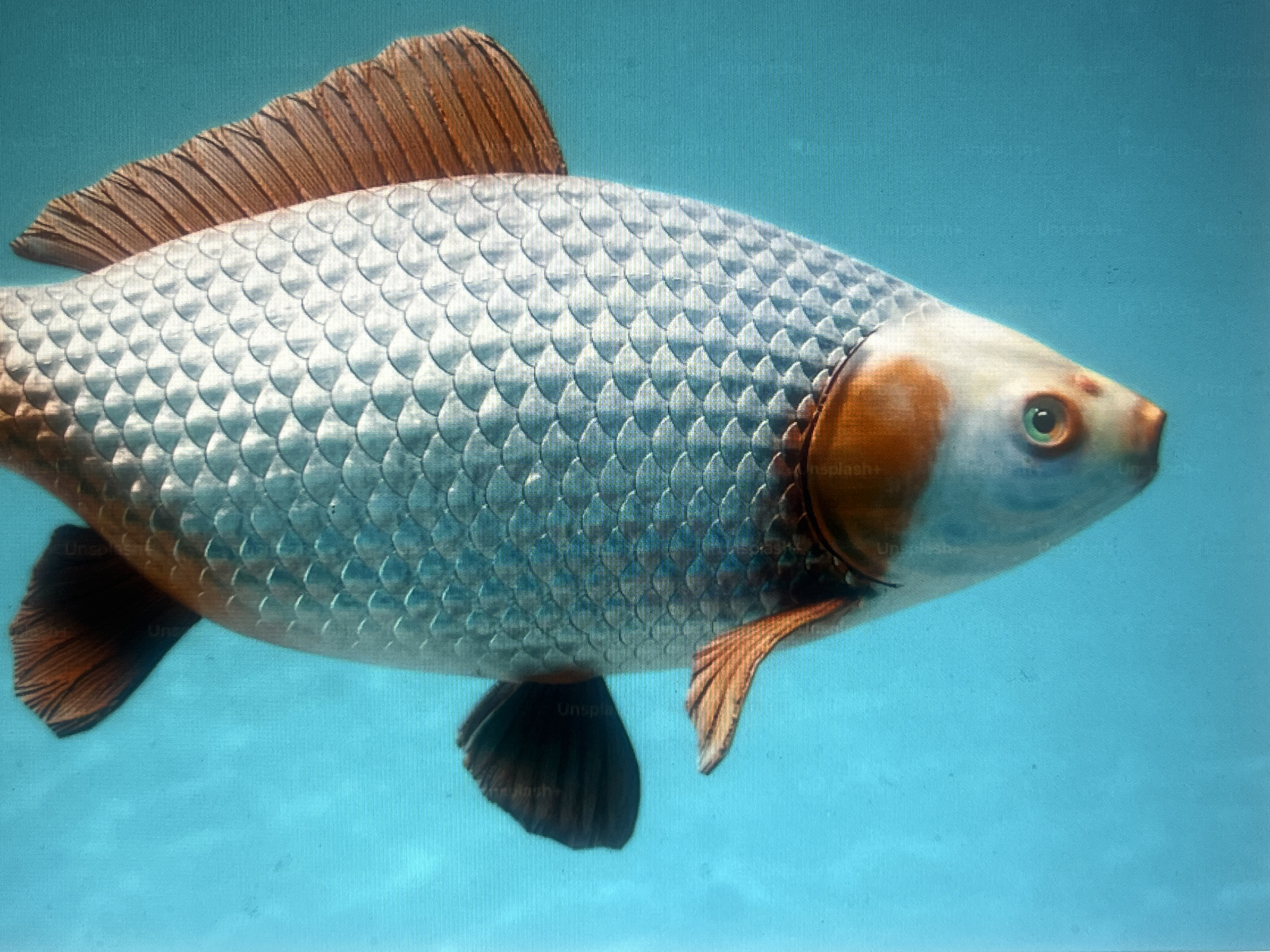A single koi fish, with scales of silver and copper fins, swims in clear blue water. The fish's head is white with orange markings and a green eye. The background is a solid, bright blue, suggesting an aquatic environment. There are no people, buildings, or any indication of the city of Casablanca, Morocco in the image.