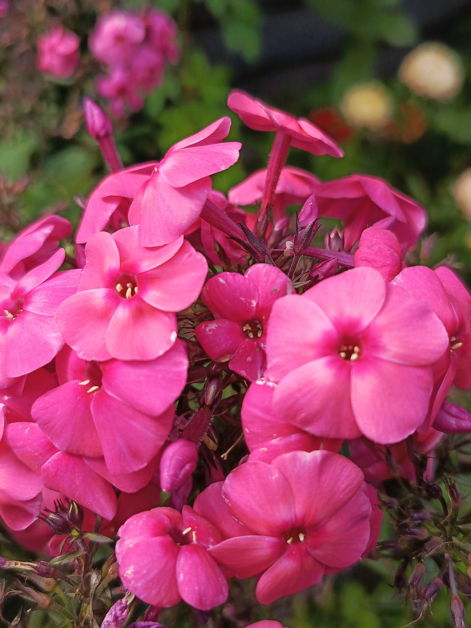 This is a close-up, vertical, eye-level photograph of a cluster of bright pink phlox flowers, likely taken in Kauchuk Stantsiya, Russia, during daylight hours. The flowers are in full bloom, with their petals open and delicate stamens visible in the center of some. The background is softly blurred, showing hints of green foliage and other out-of-focus pink and yellow flowers. The lighting is natural and illuminates the vibrant color of the phlox. The scene appears to be a garden or a natural outdoor setting. There are no people or animals present in the image.